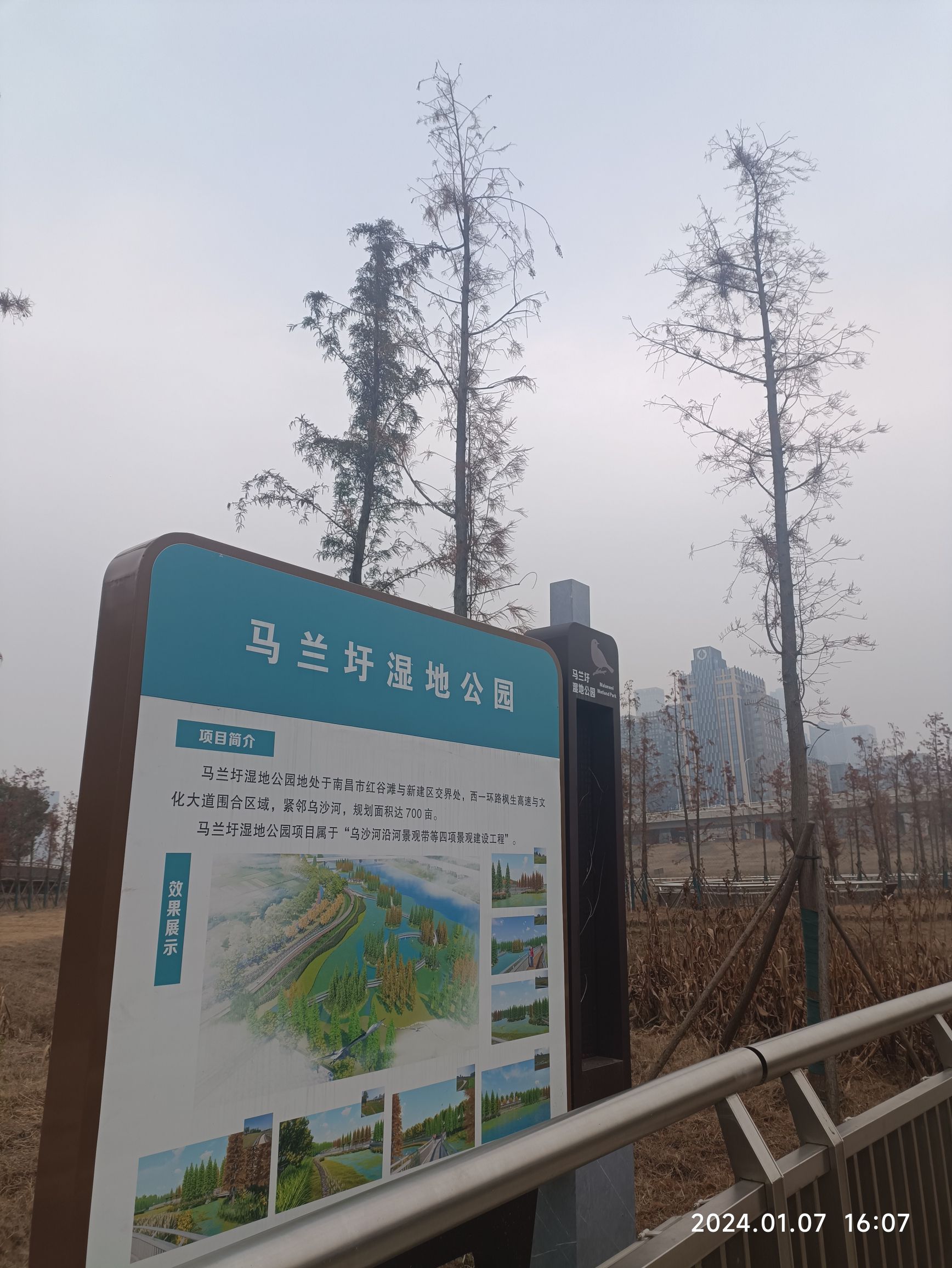 马兰圩湿地公园旅行图片