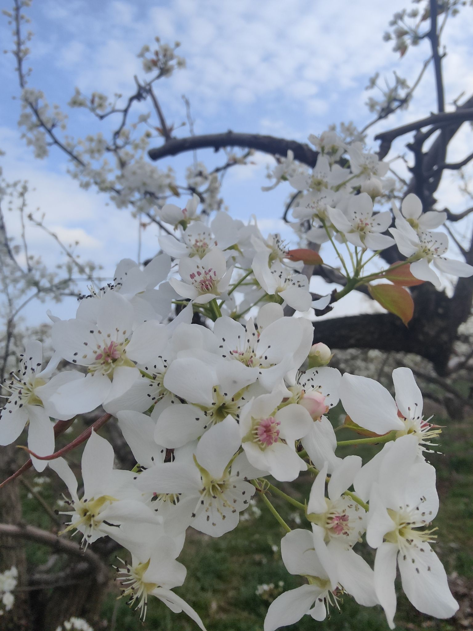 雄关御道·古淀梨湾旅行图片