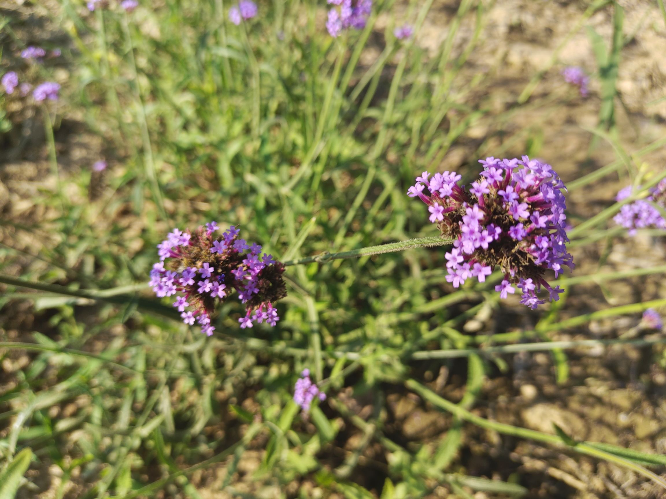 锦绣花海旅行图片