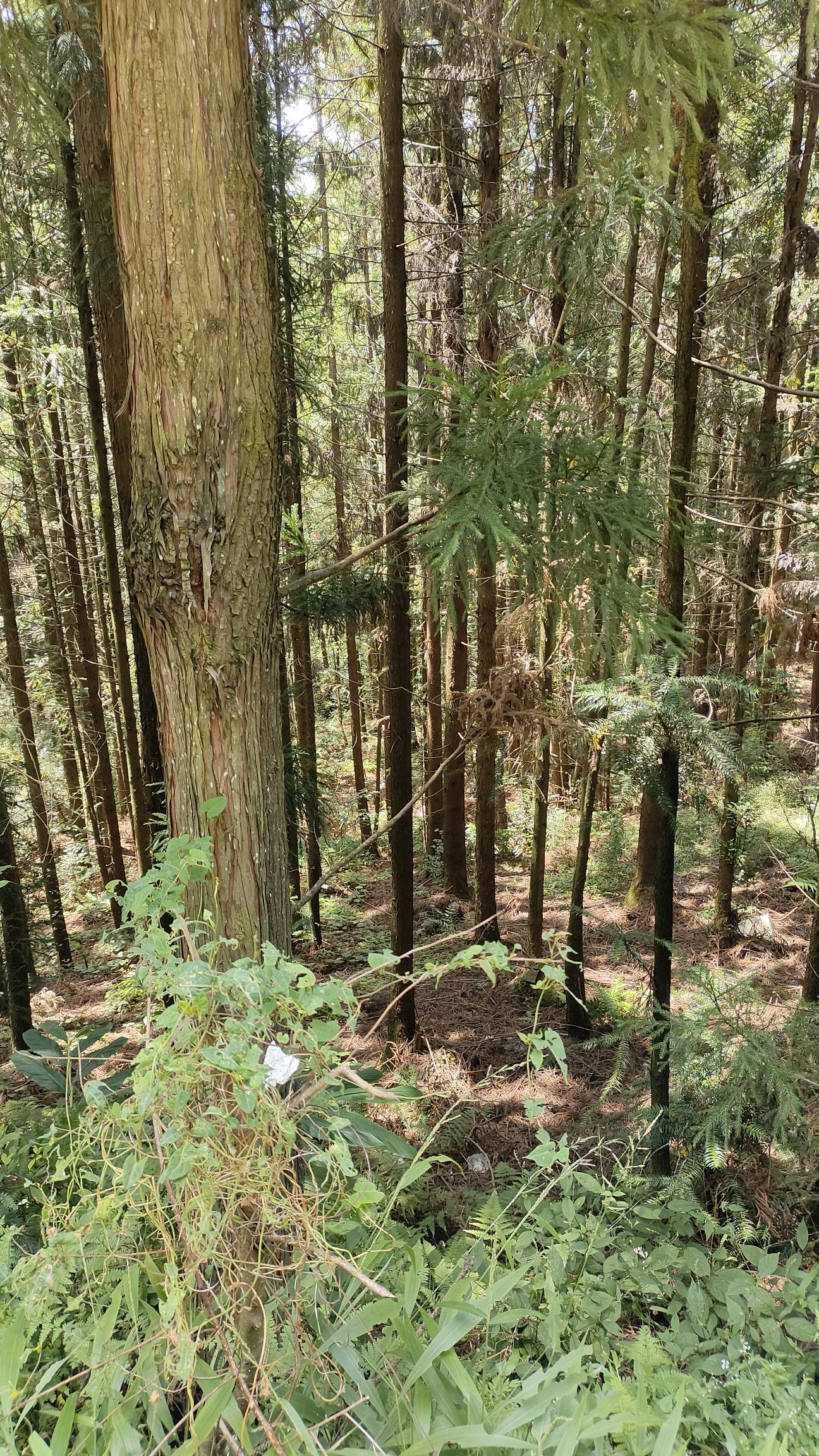 盘关镇草湿地