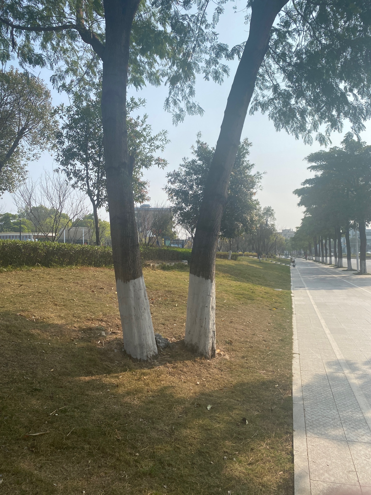 大水田香梅公园旅行图片