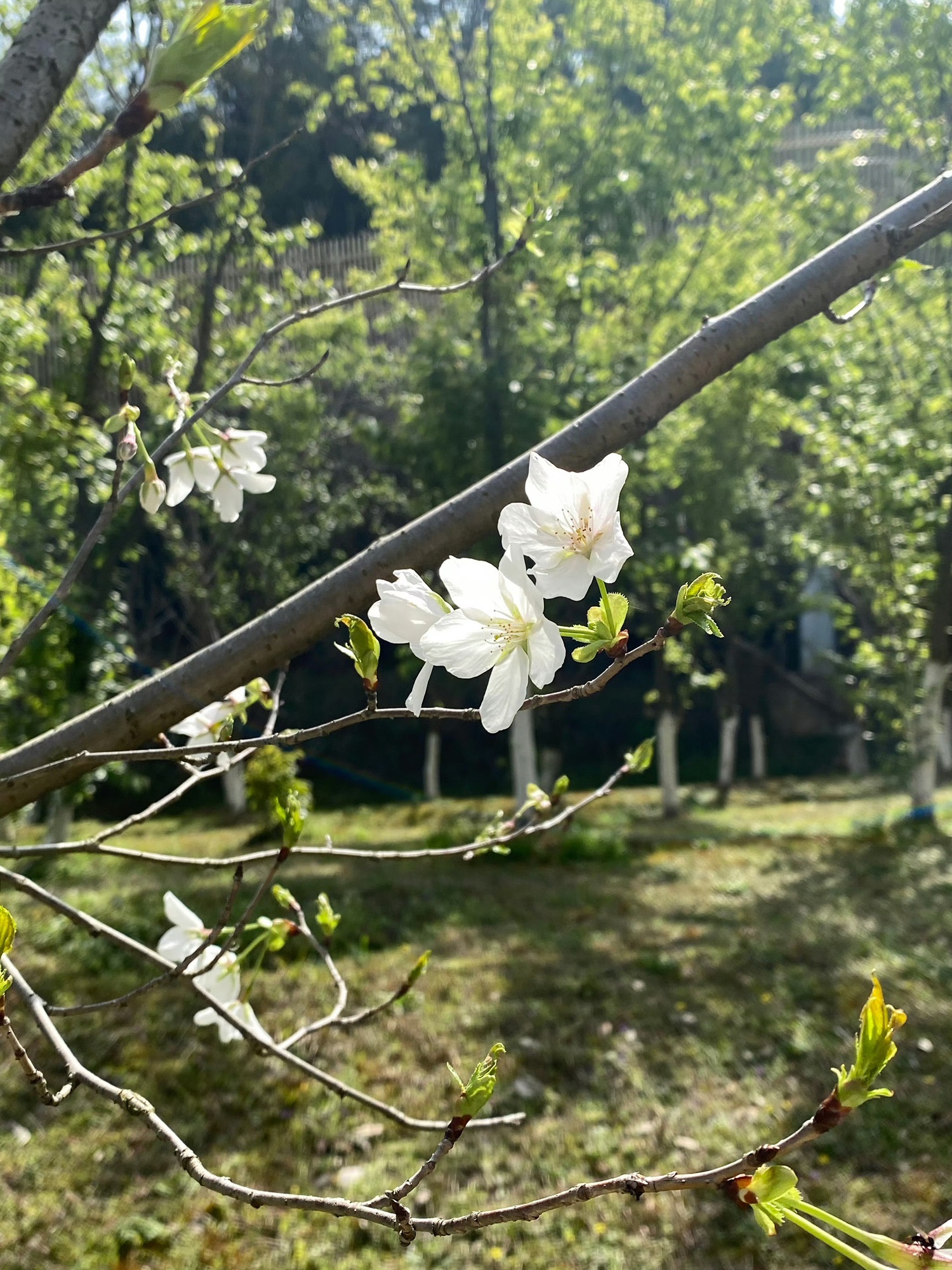 磨盘山森林公园旅行图片