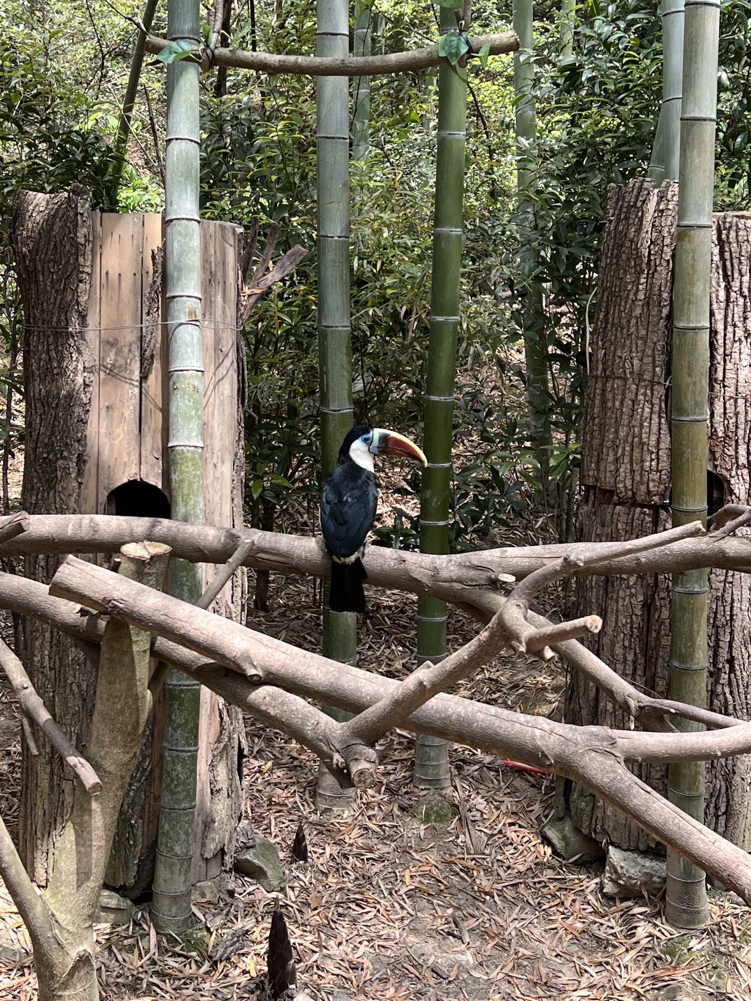 长颈鹿庄园