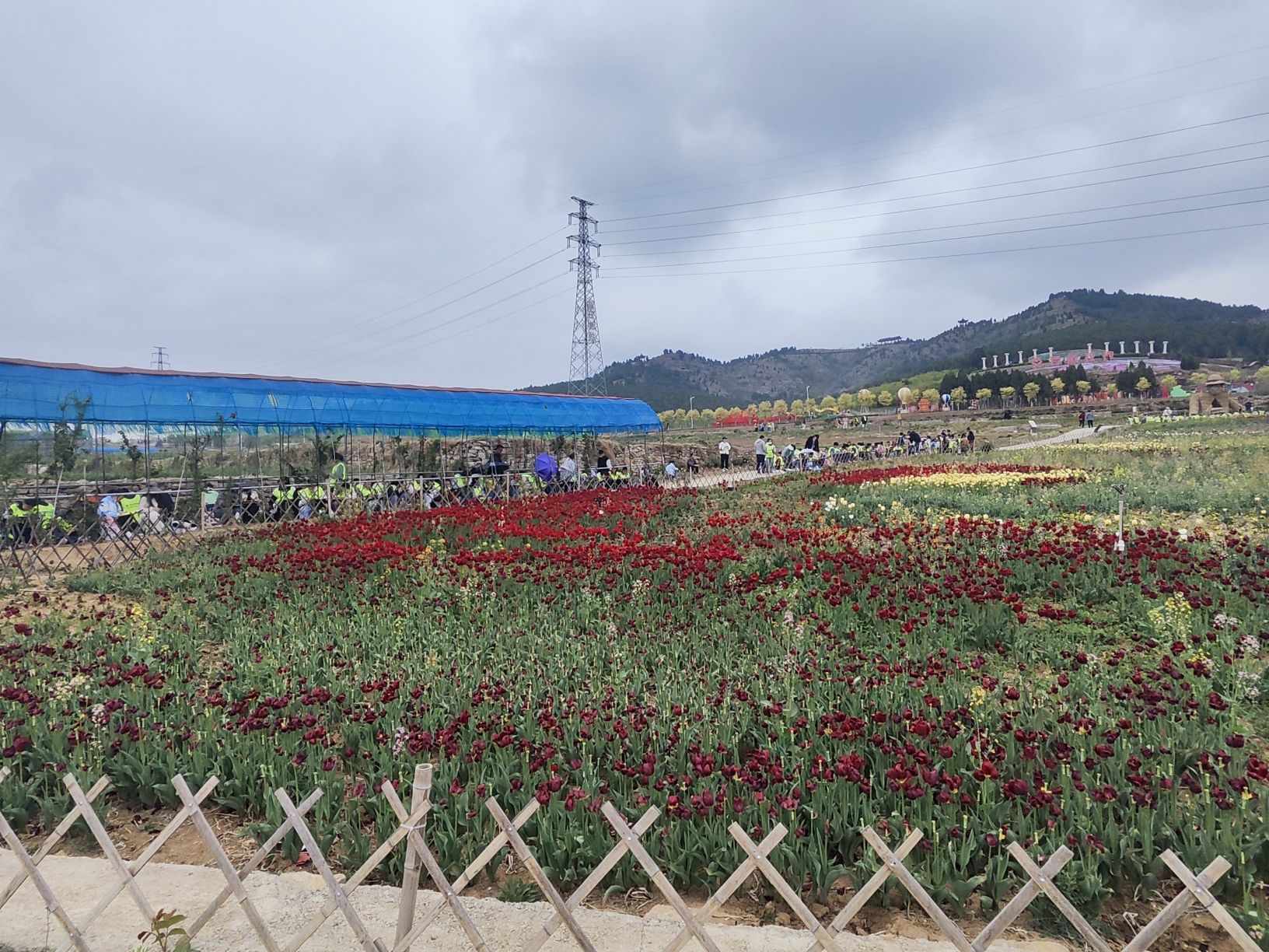 芳蕾玫瑰花乡