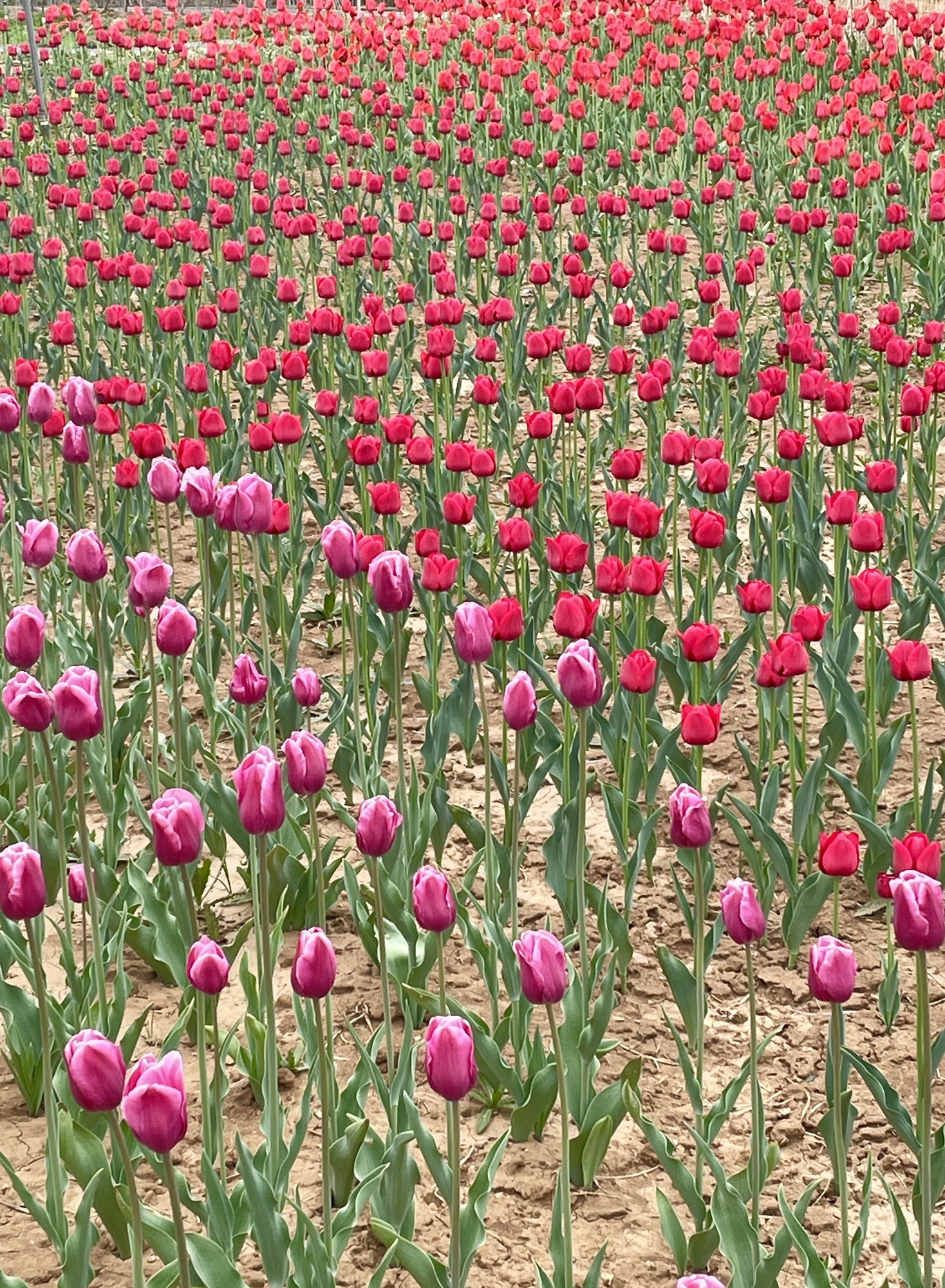 芳蕾玫瑰花乡旅行图片