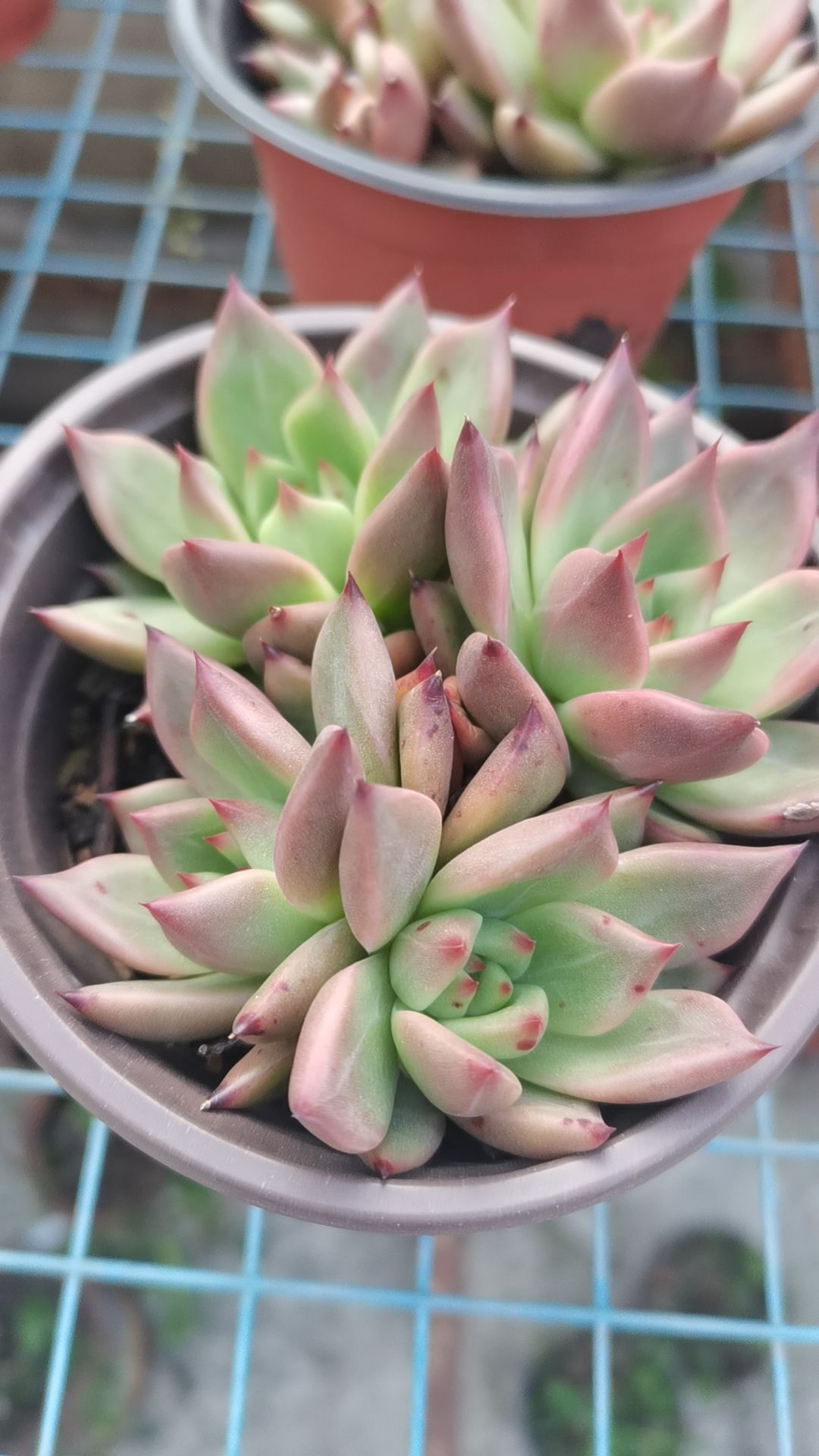 阿飞多肉植物园