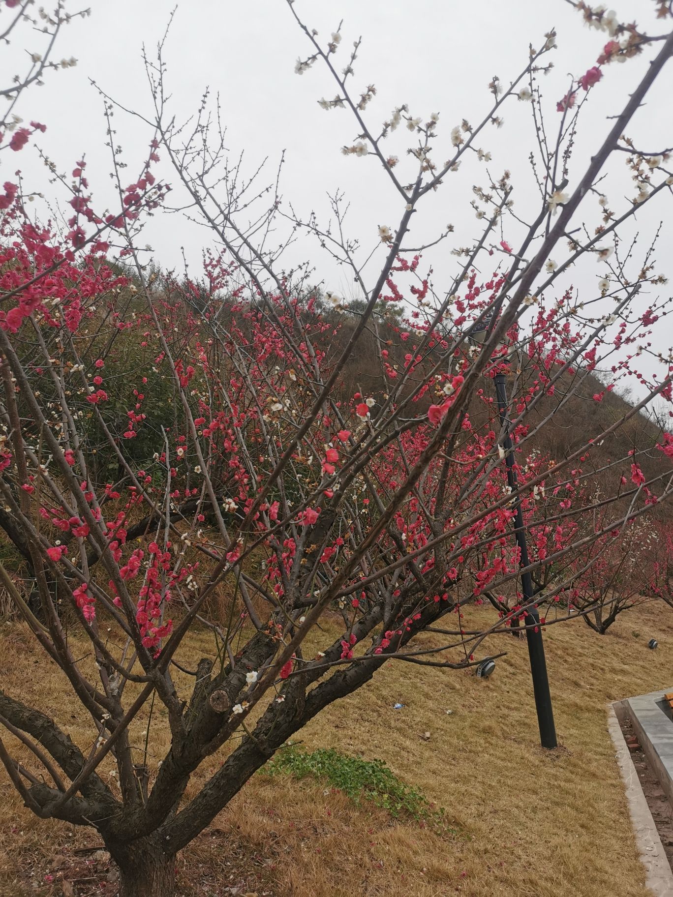 梅岭公园旅行图片