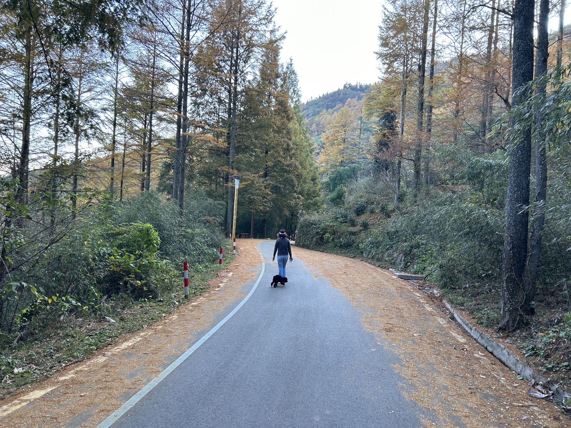 中国金钱松森林公园旅行图片