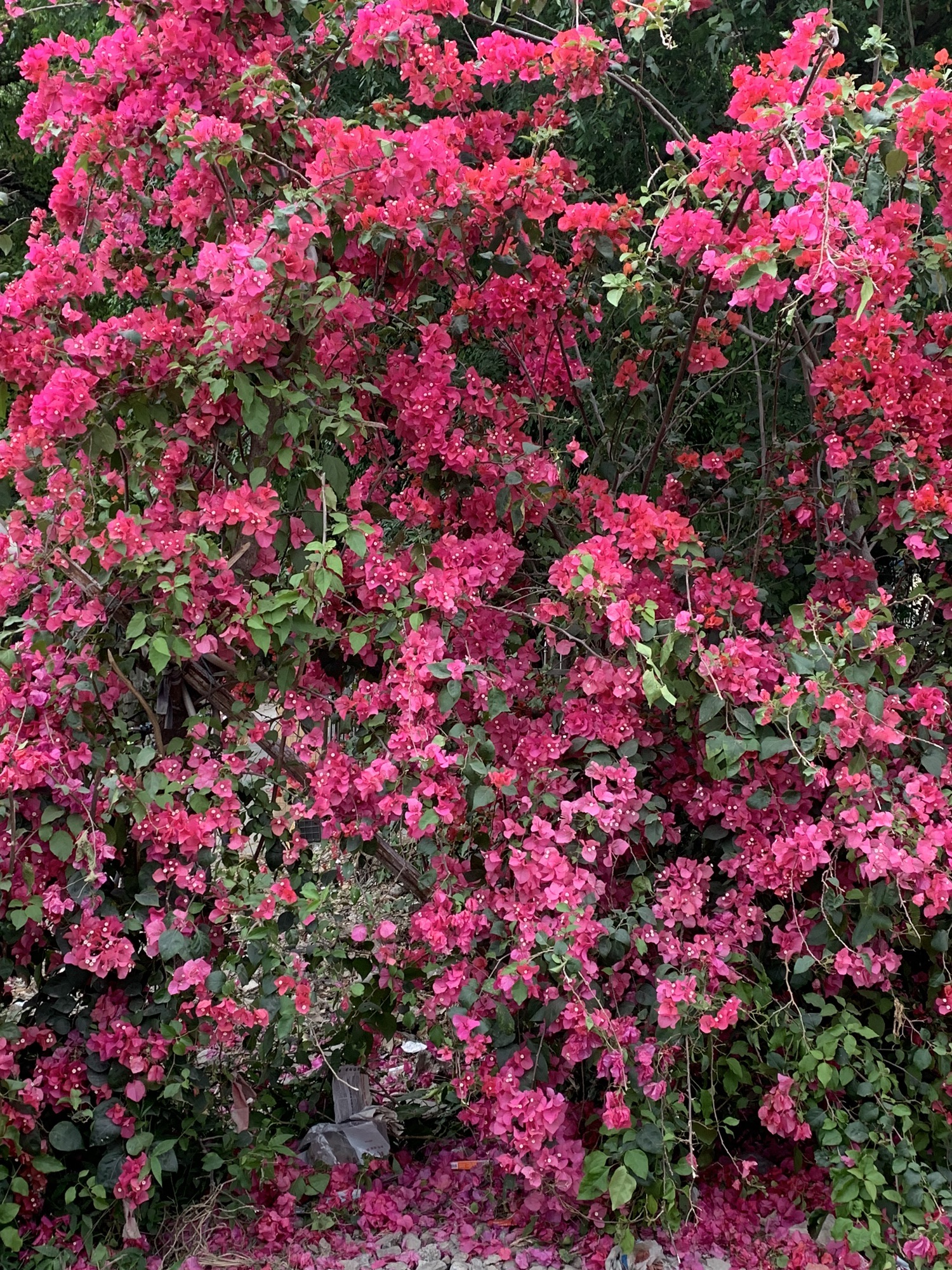 花地河绿道小公园