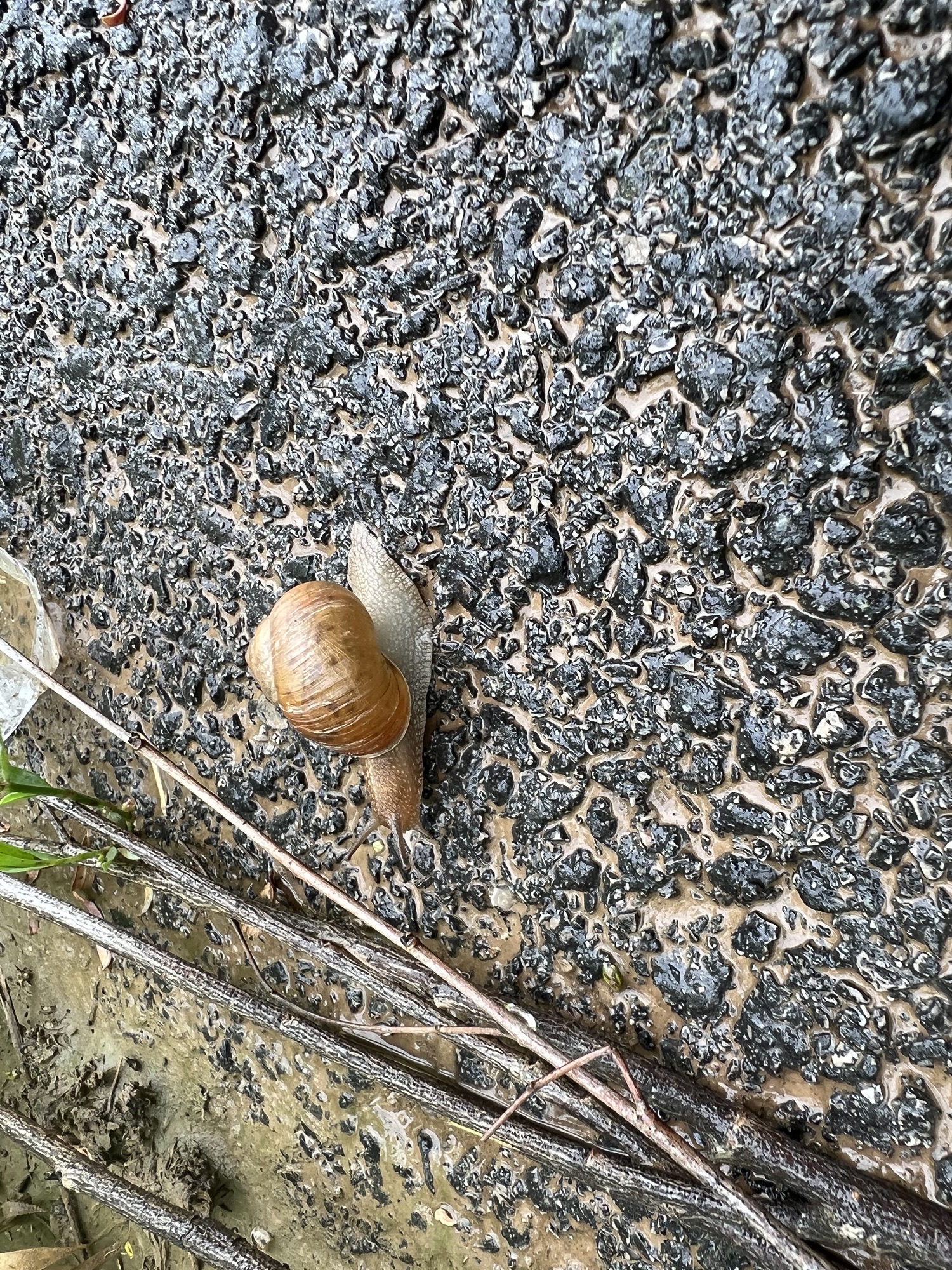 绿屏·辛庄湾