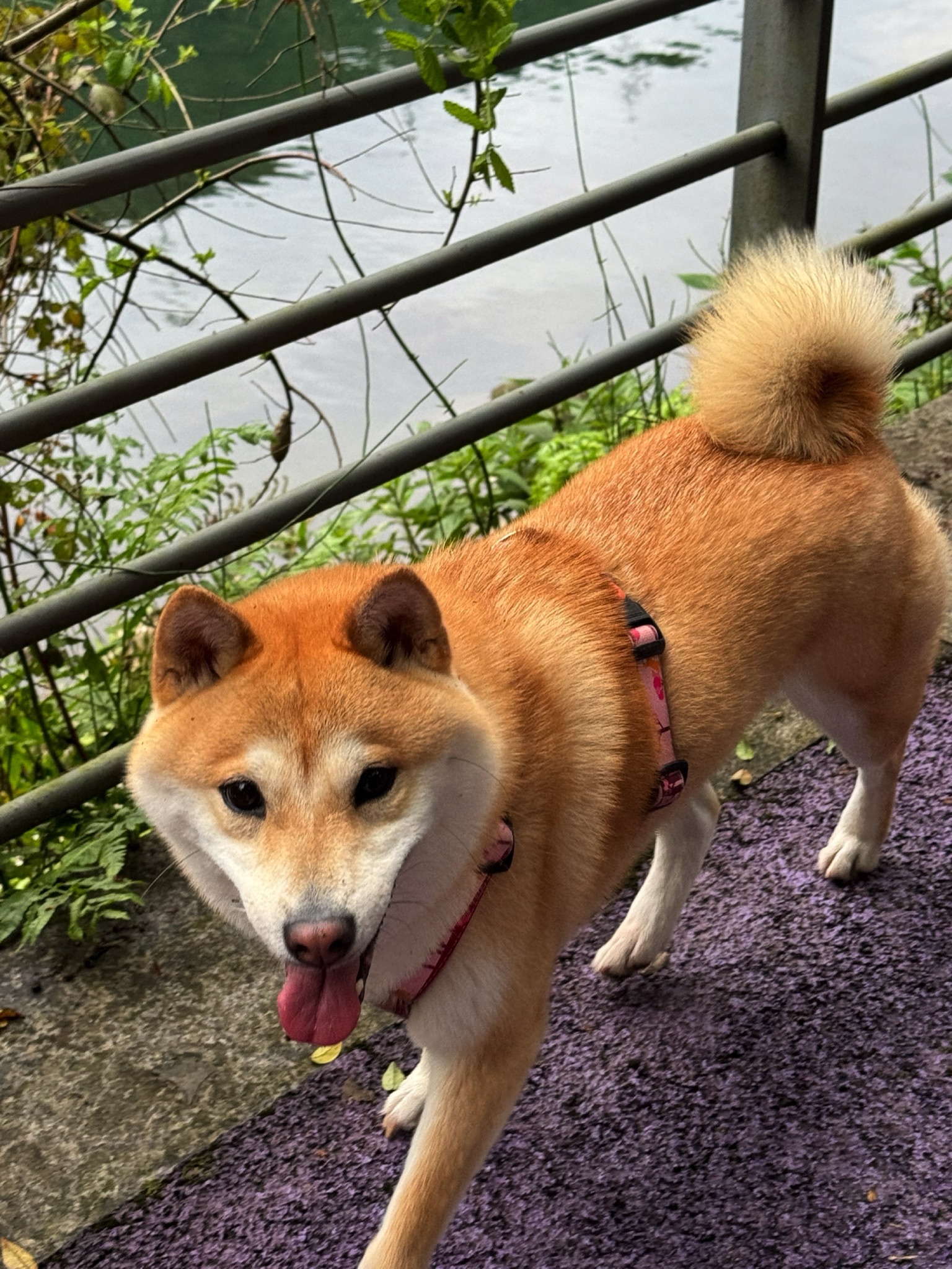 建德水上森林公园
