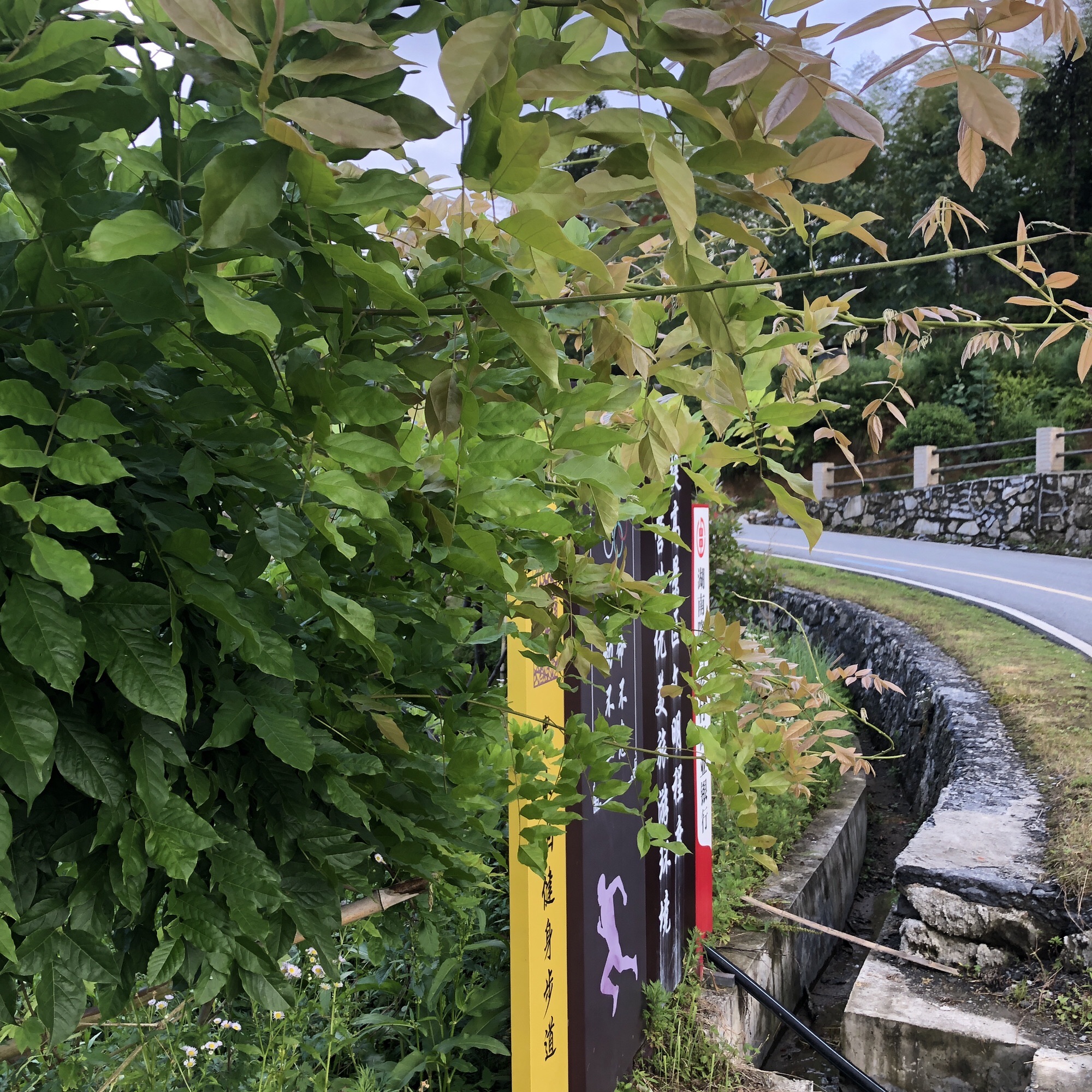 隆回县向家牛天岭景区旅行图片