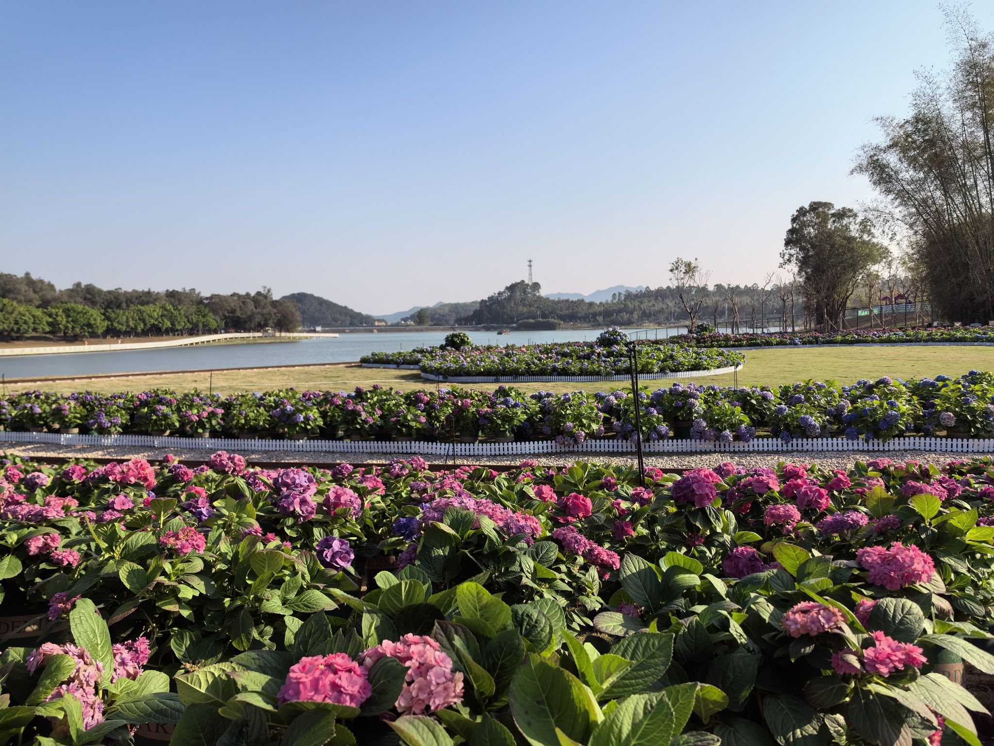 广州花都马岭观花植物园旅行图片