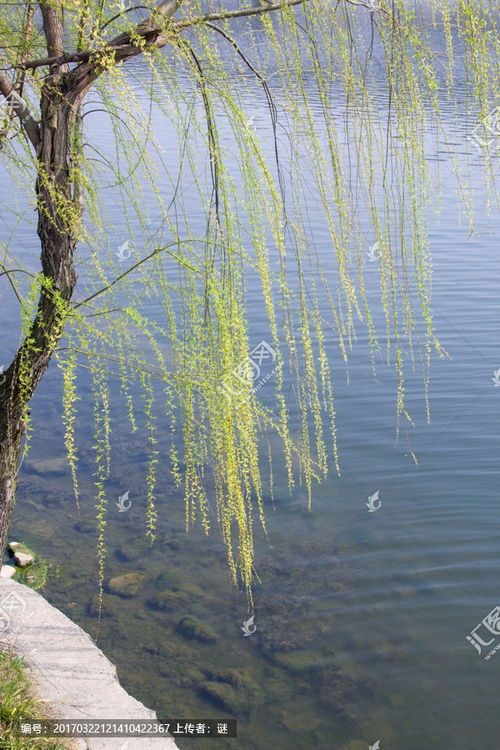 南县琴湖湿地公园