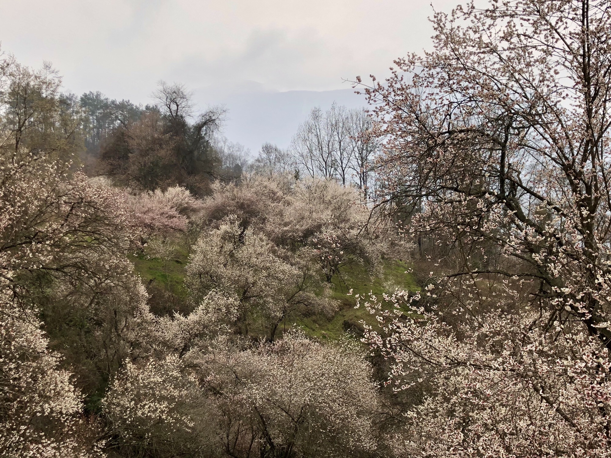 印象梅林景区旅行图片
