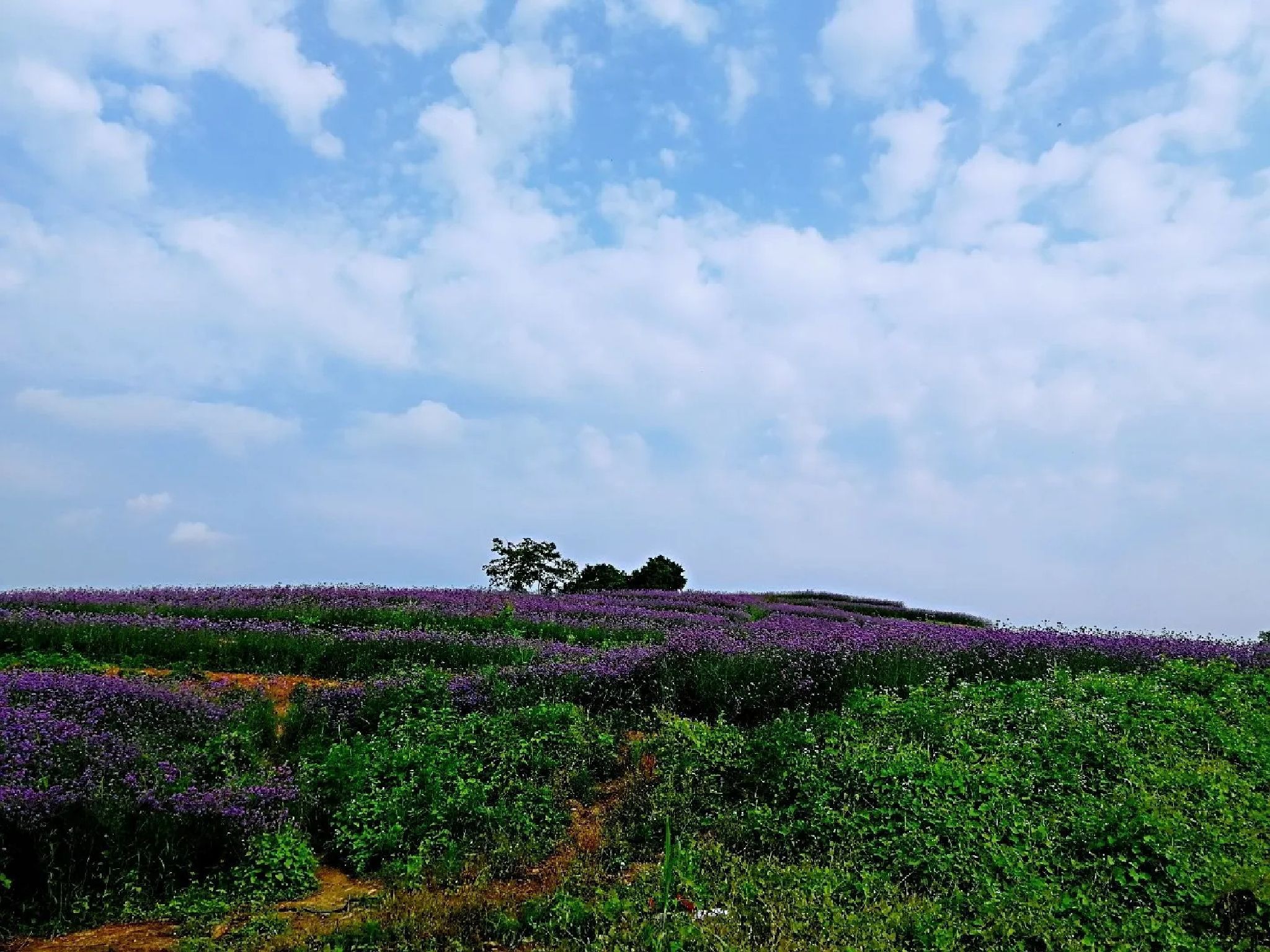 柳州市柳东百花岭