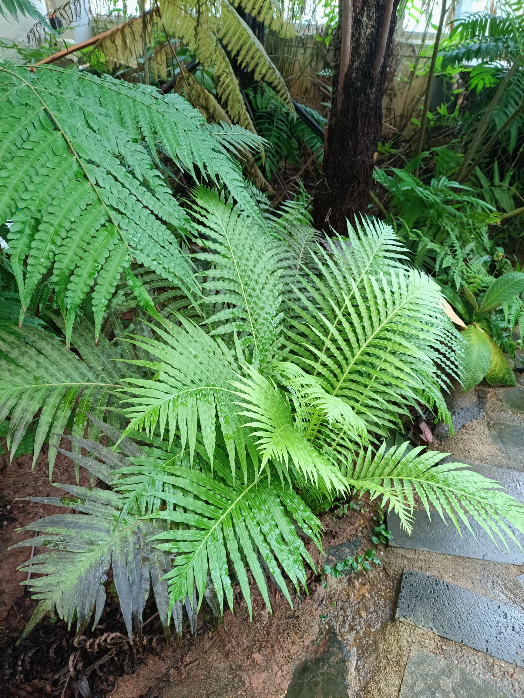 热带珍稀植物园