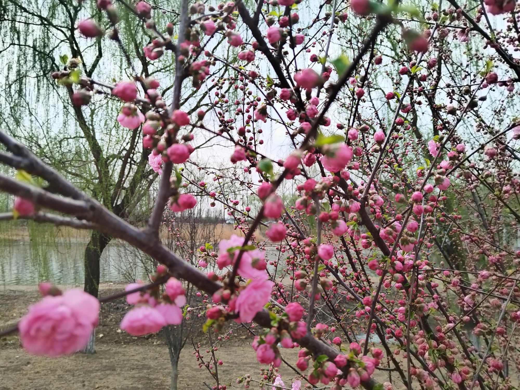 龙凤河观景台