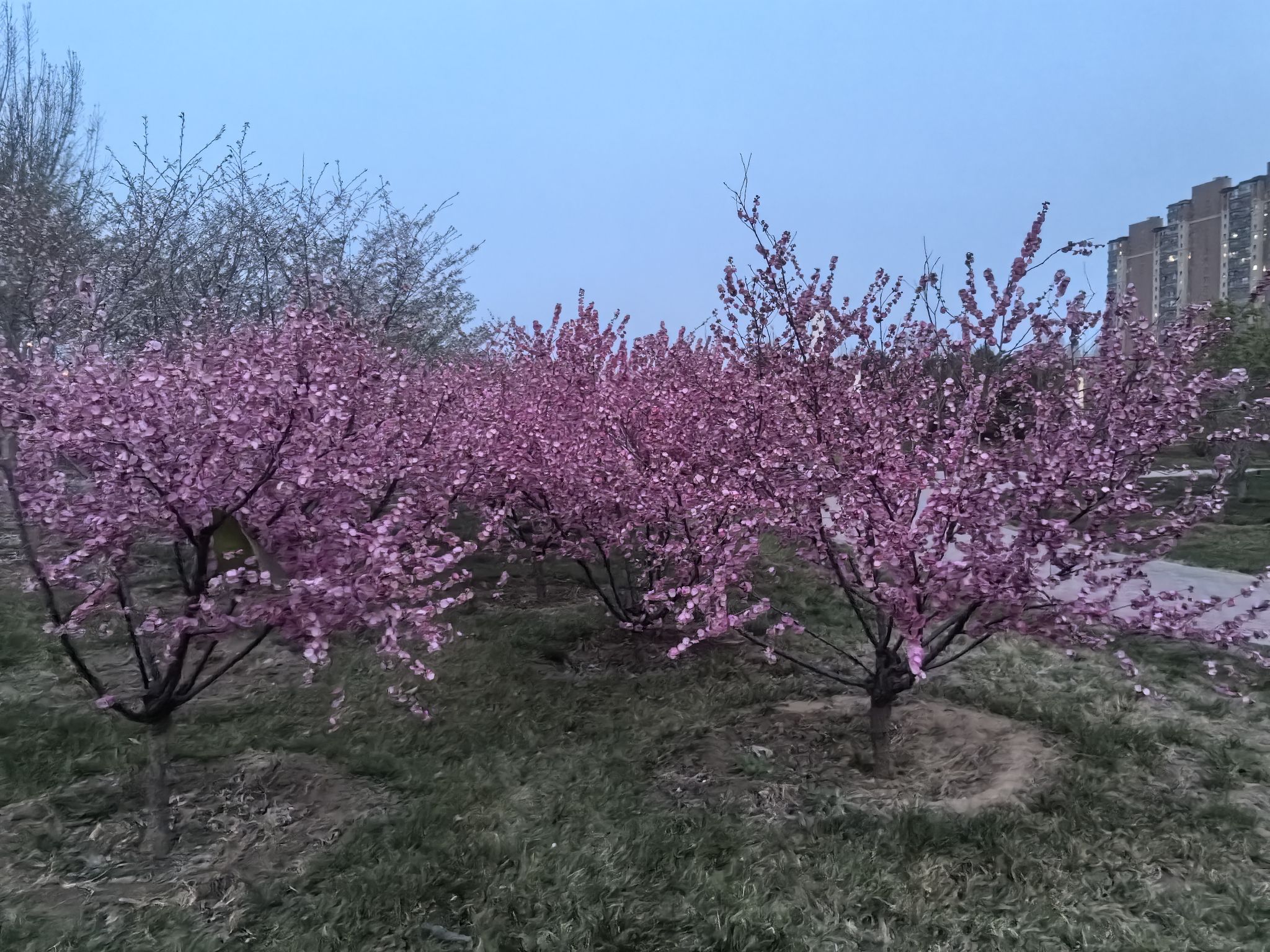西红门生态公园旅行图片