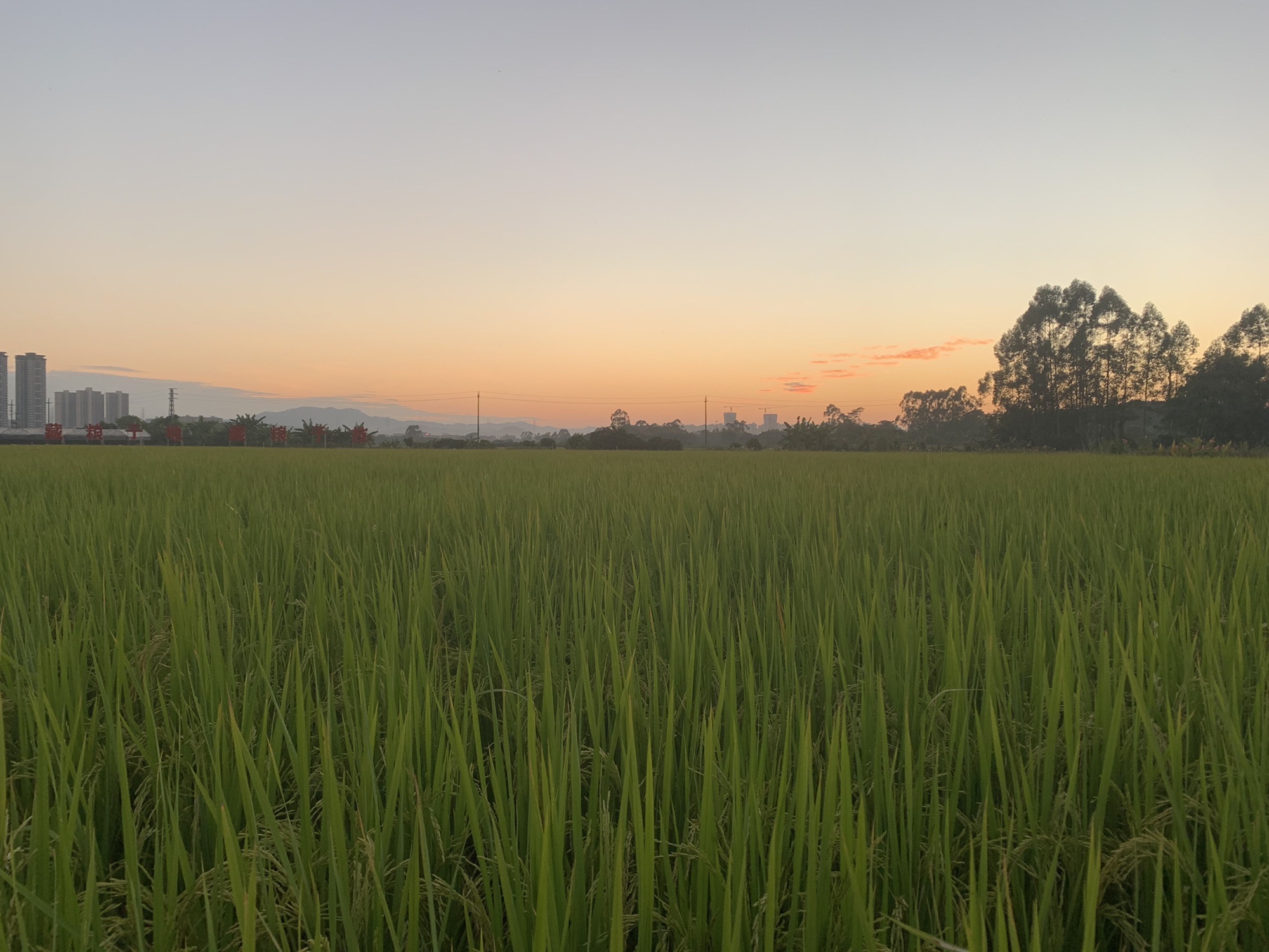 朱村街丝苗米文化公园