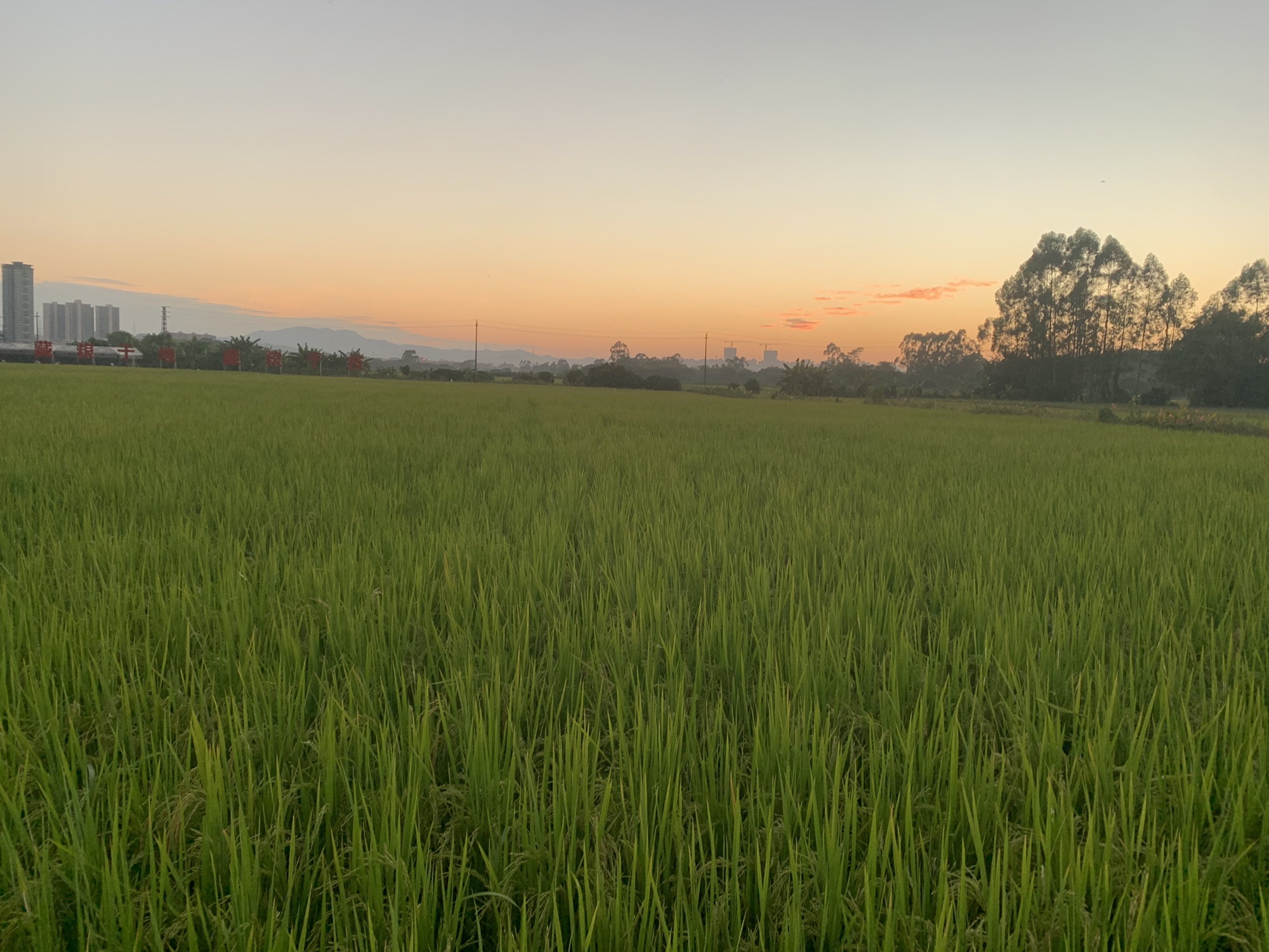 朱村街丝苗米文化公园旅行图片