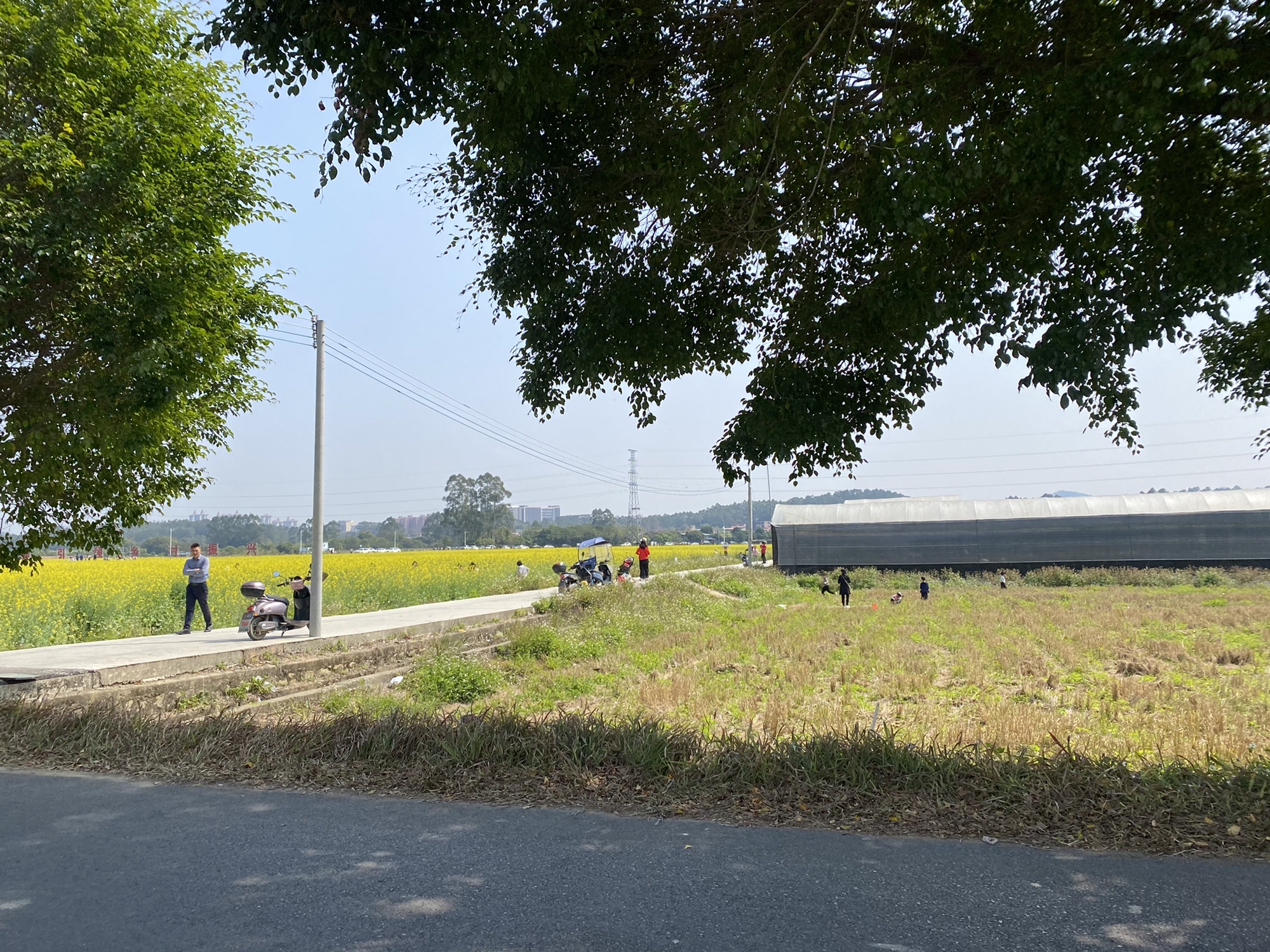 朱村街丝苗米文化公园旅行图片