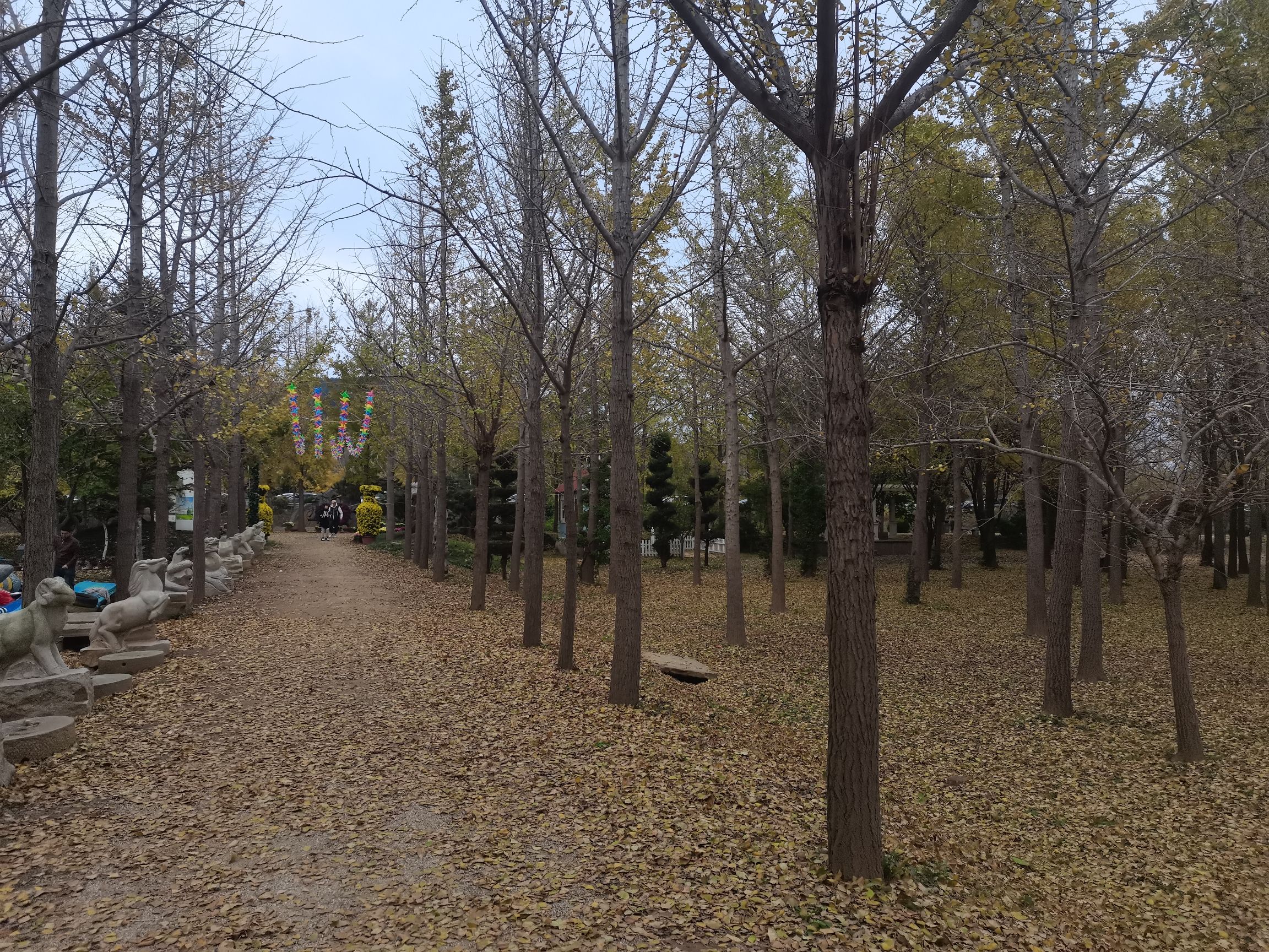 福山东厅银杏林