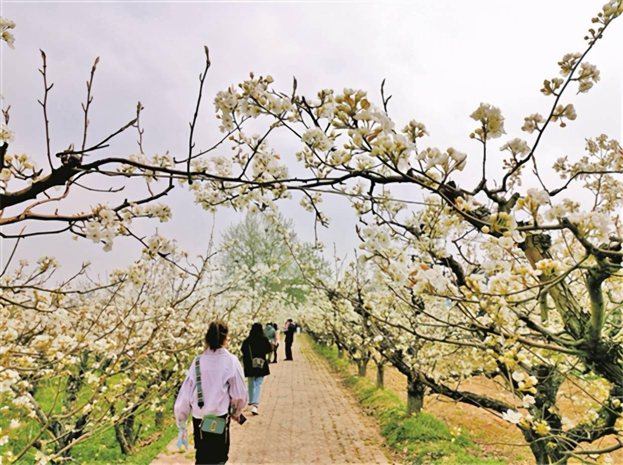 肃宁万里镇尹家庄百年梨园旅行图片