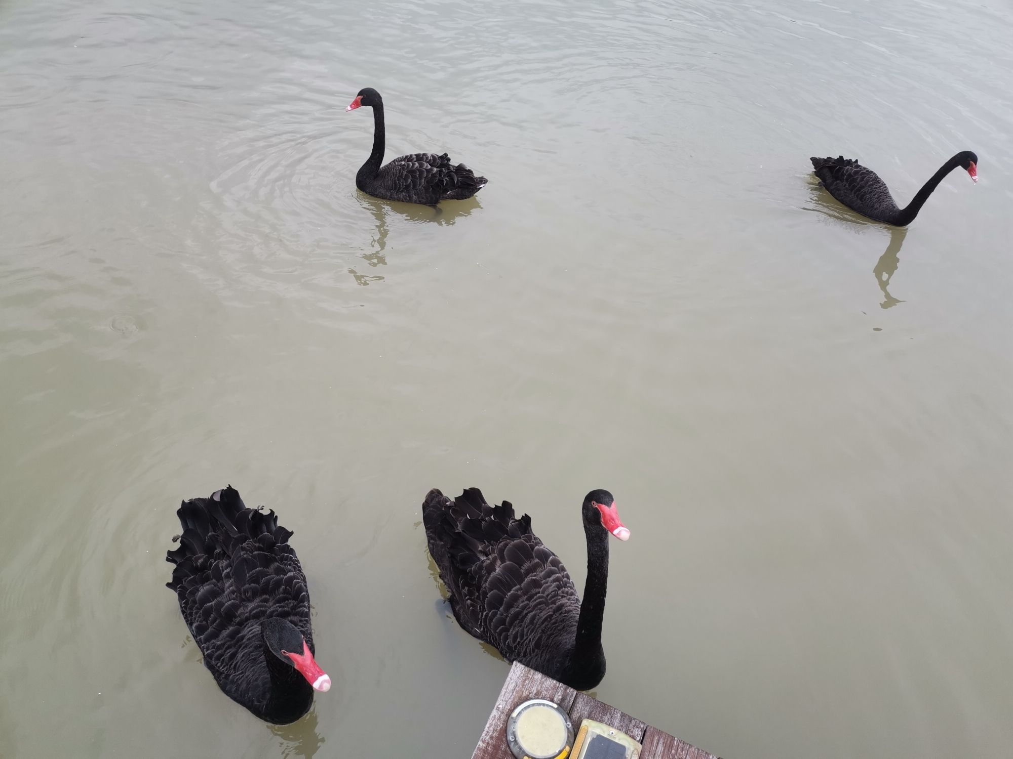 阳陂湖旅行图片
