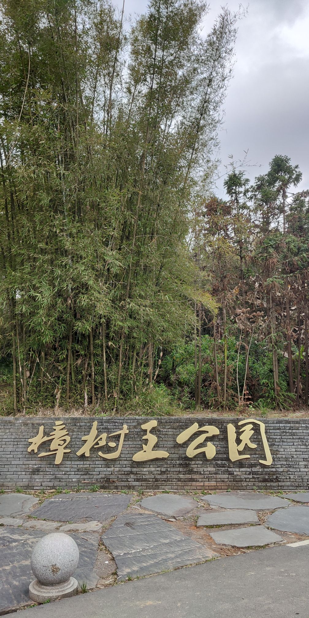 樟树王公园旅行图片