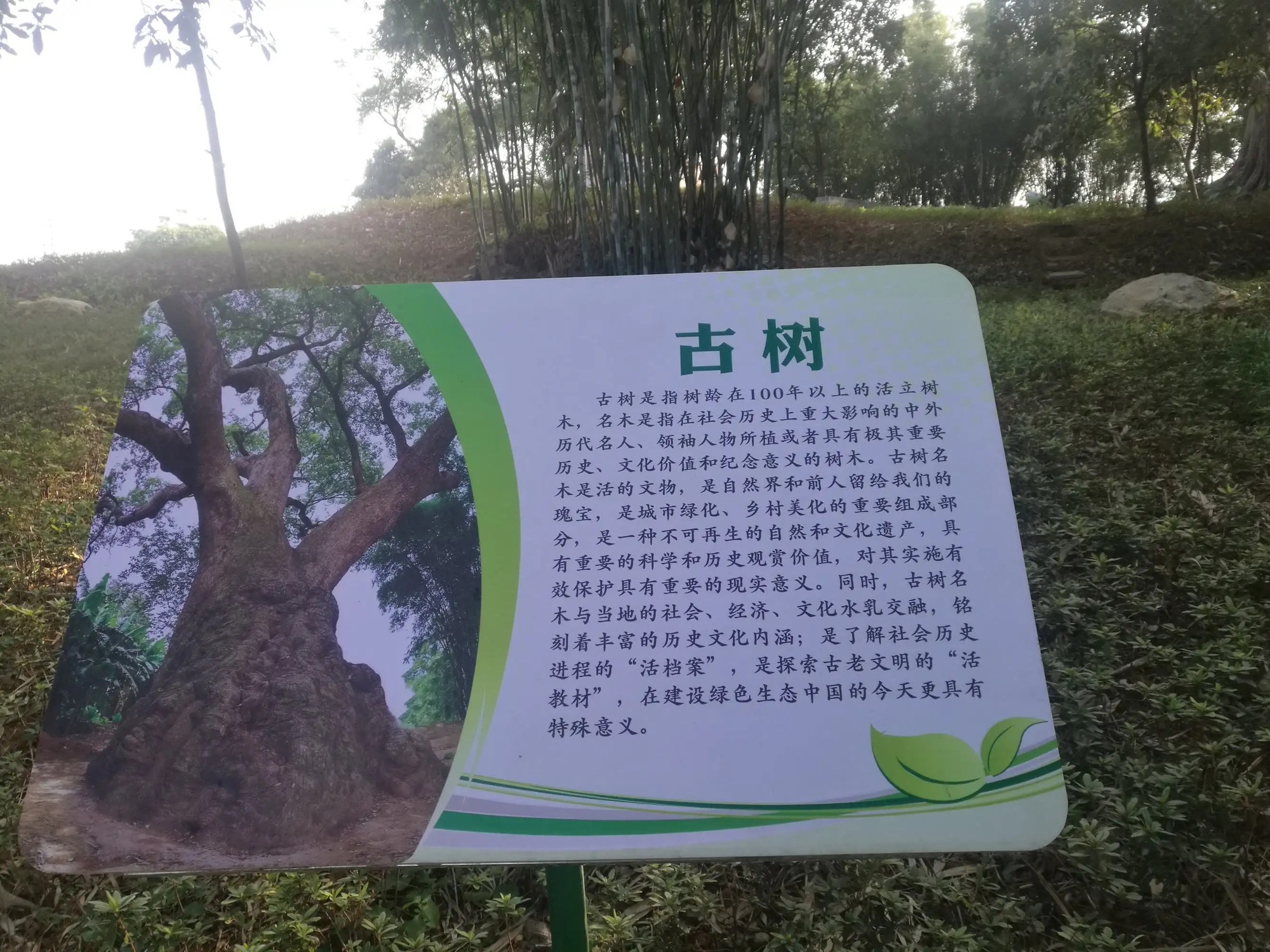 樟树王公园旅行图片