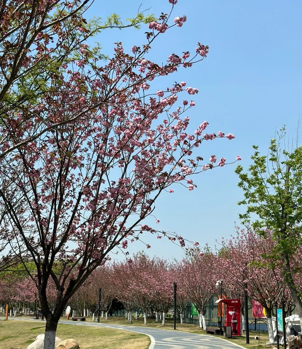 宁津新河公园