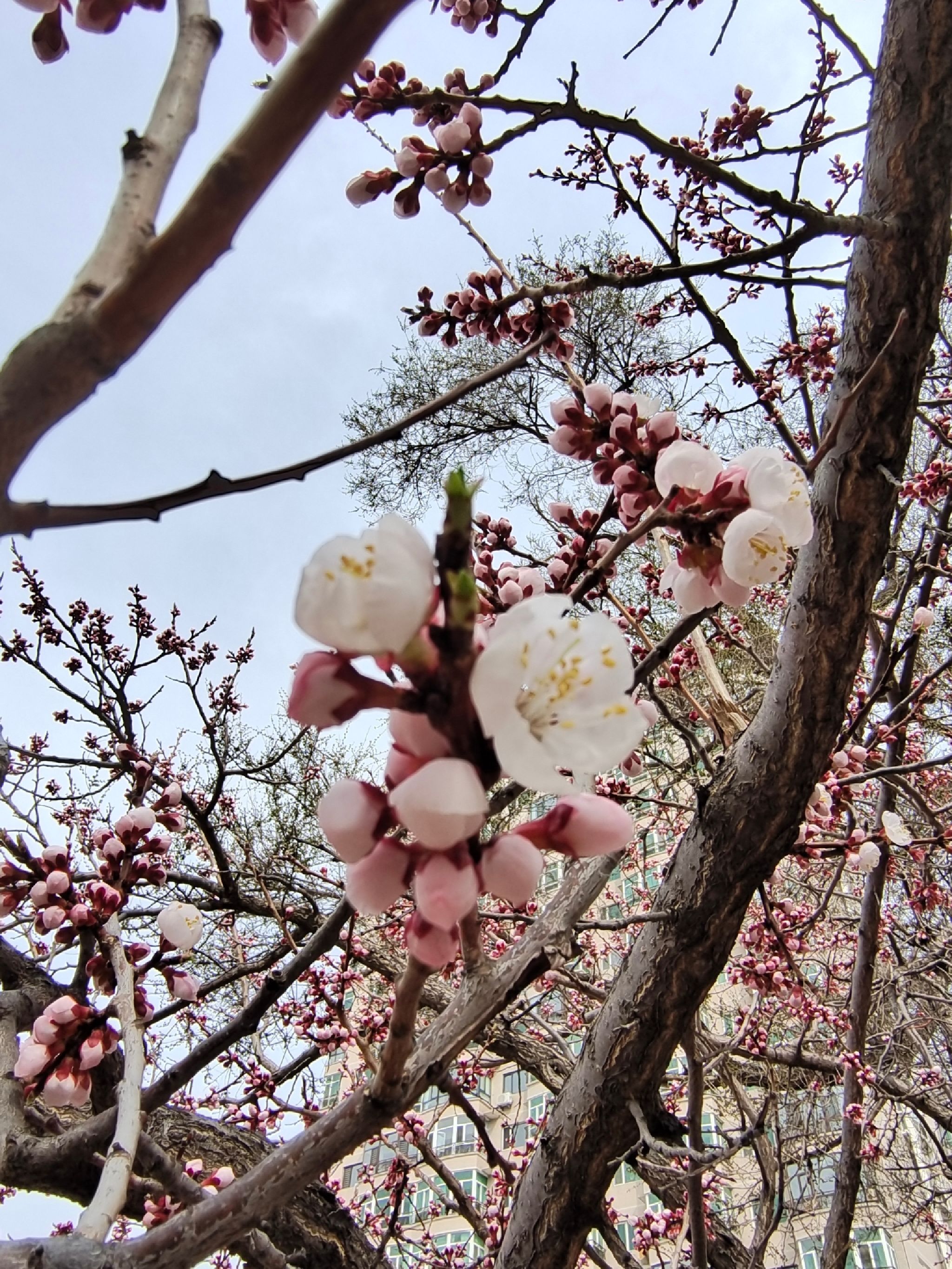 宁安市宁古塔字碑旅行图片