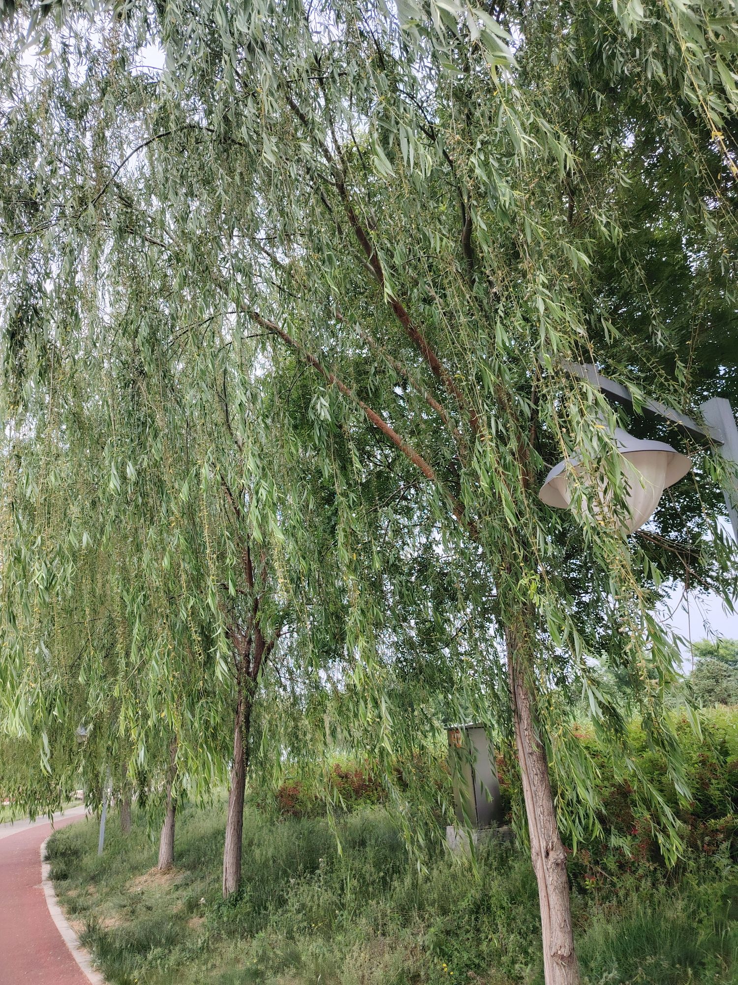 宁晋凤鸣湖公园