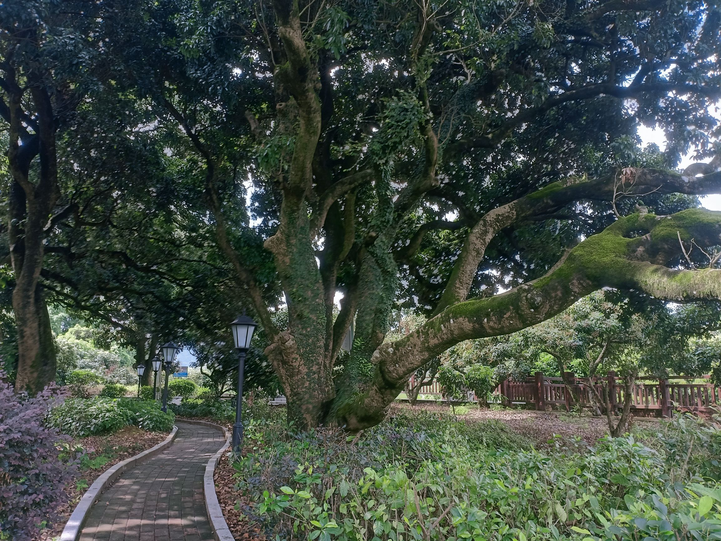 黄竹沥古荔枝公园