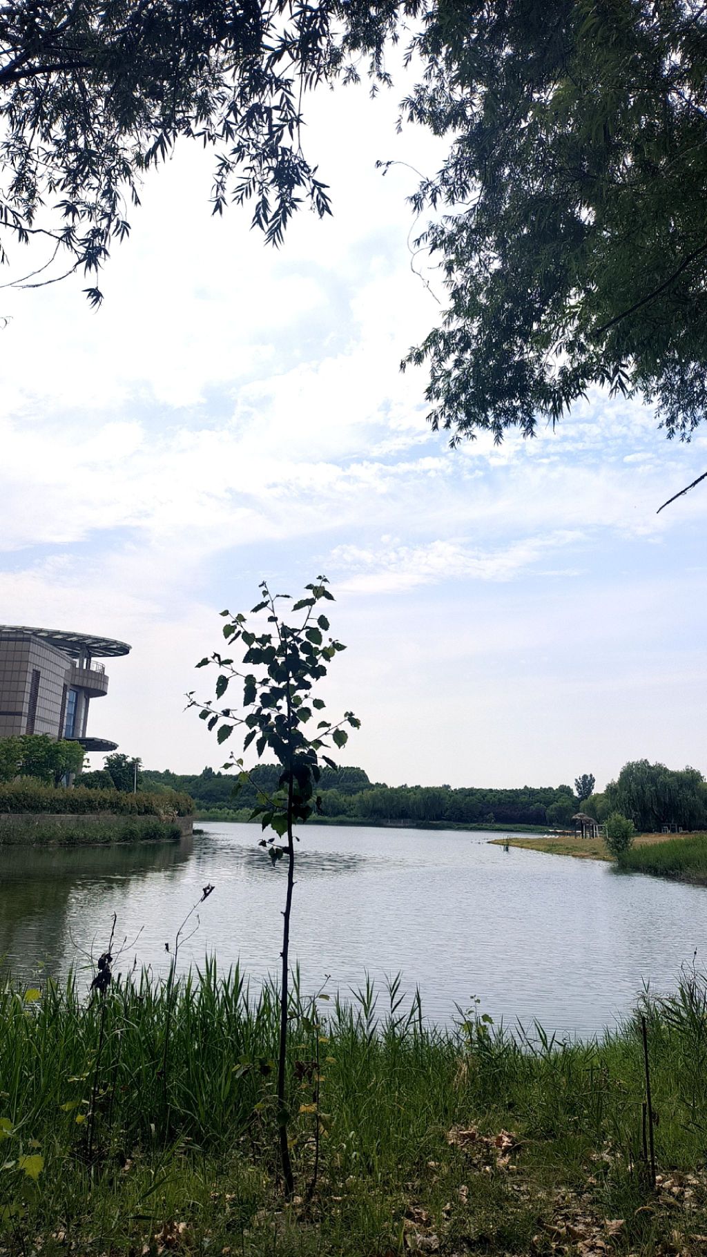 河南现代农业研究开发基地月季园