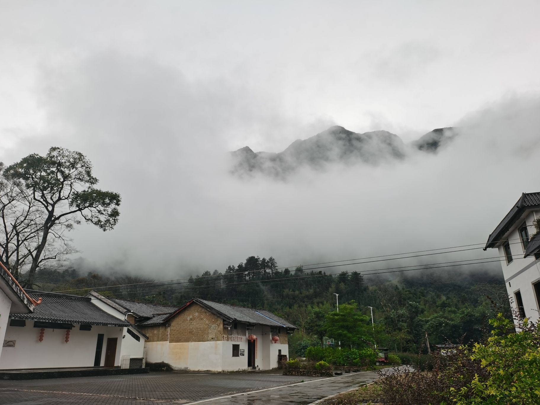 古树公园旅行图片