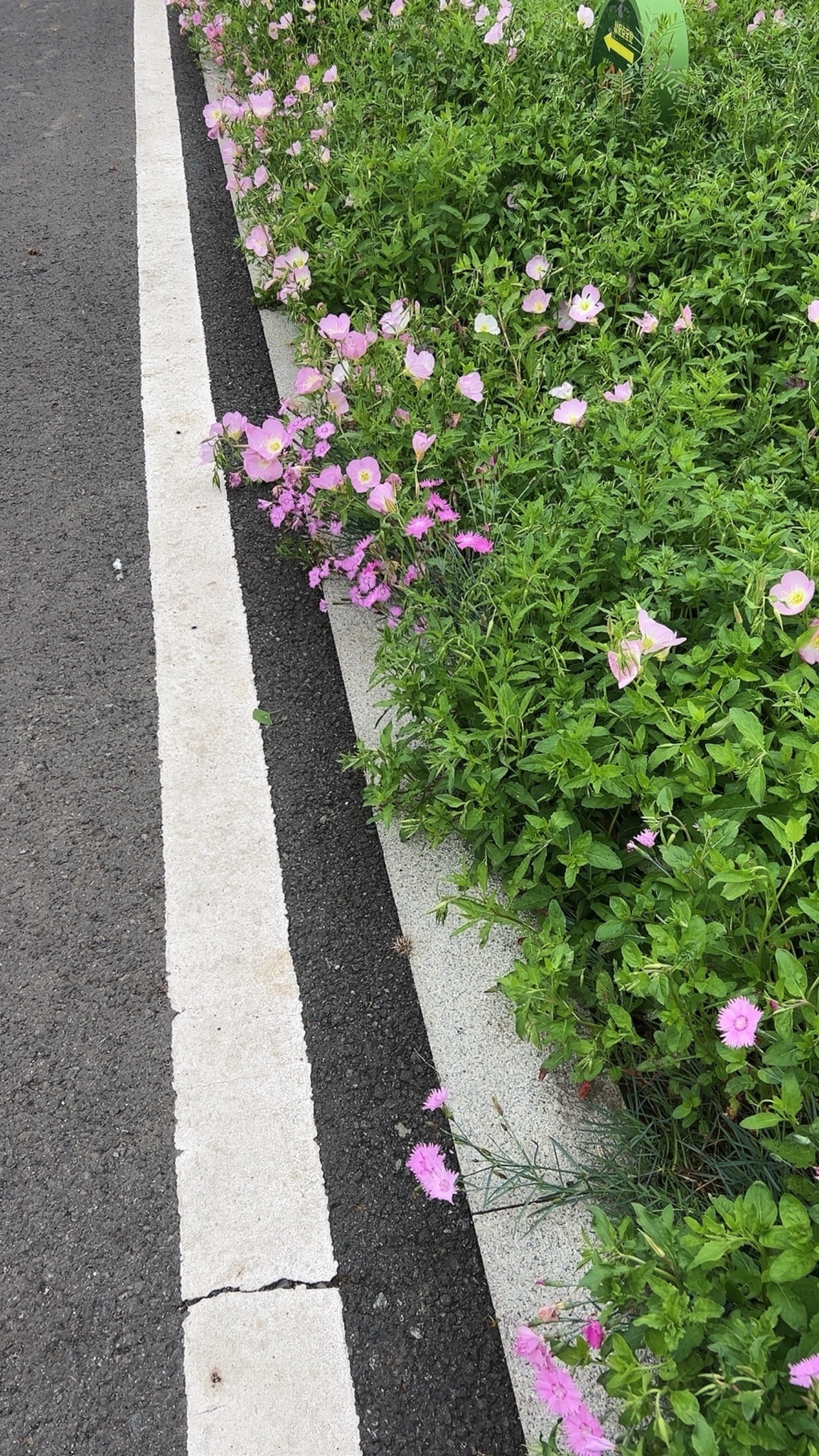 莲花荡