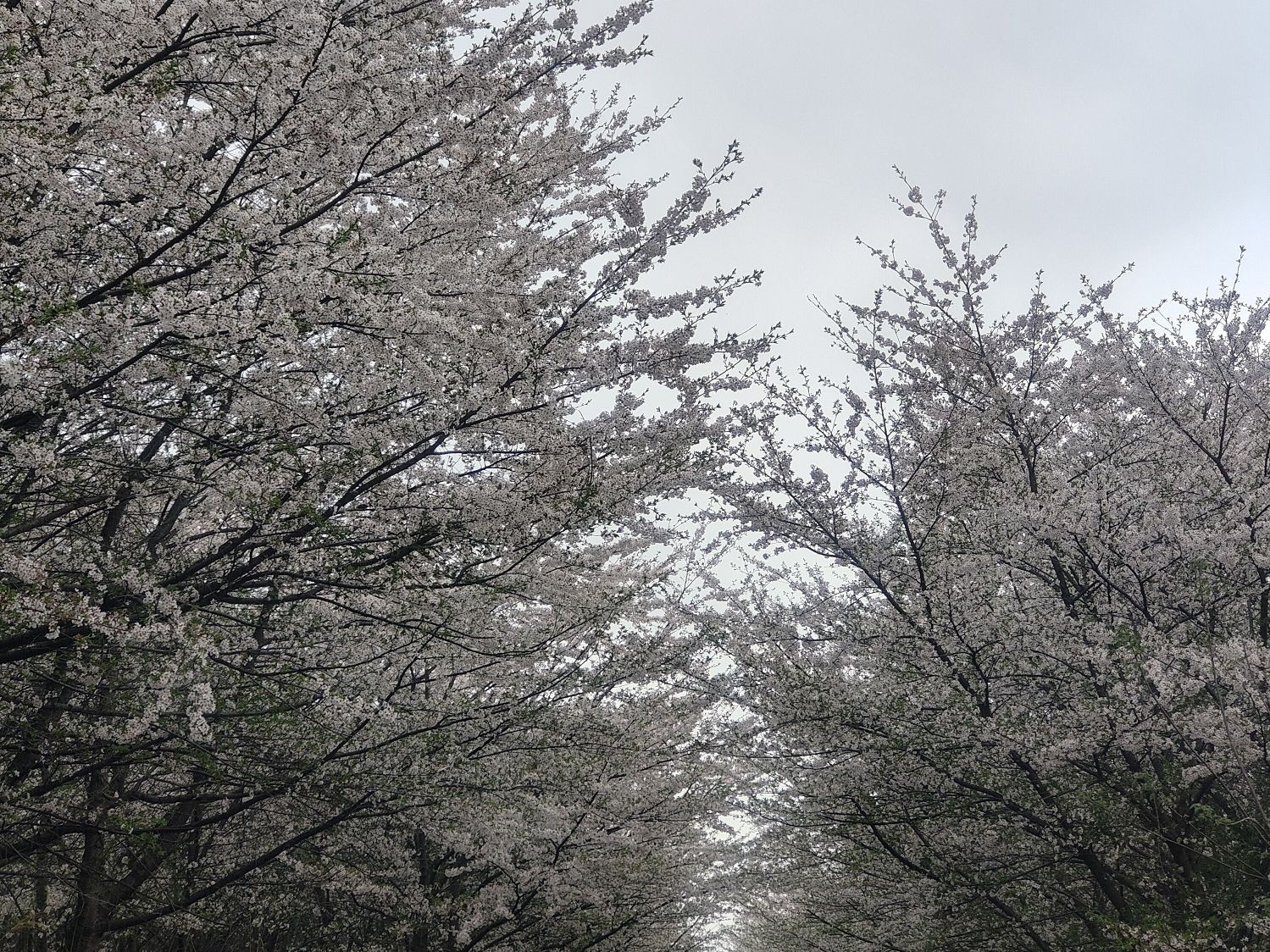 红旗桥