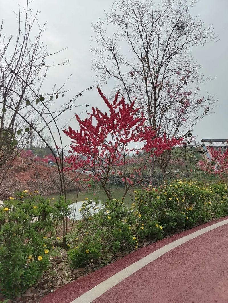 龙湖水香旅行图片