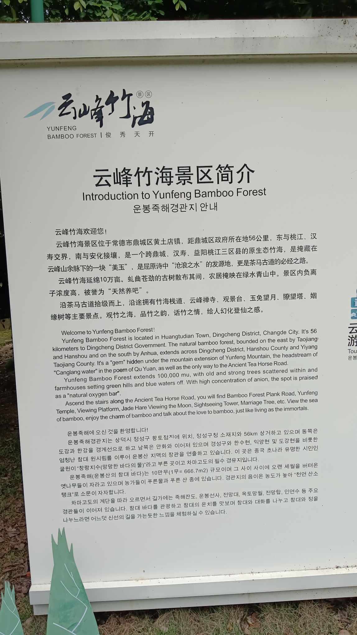云峰竹海