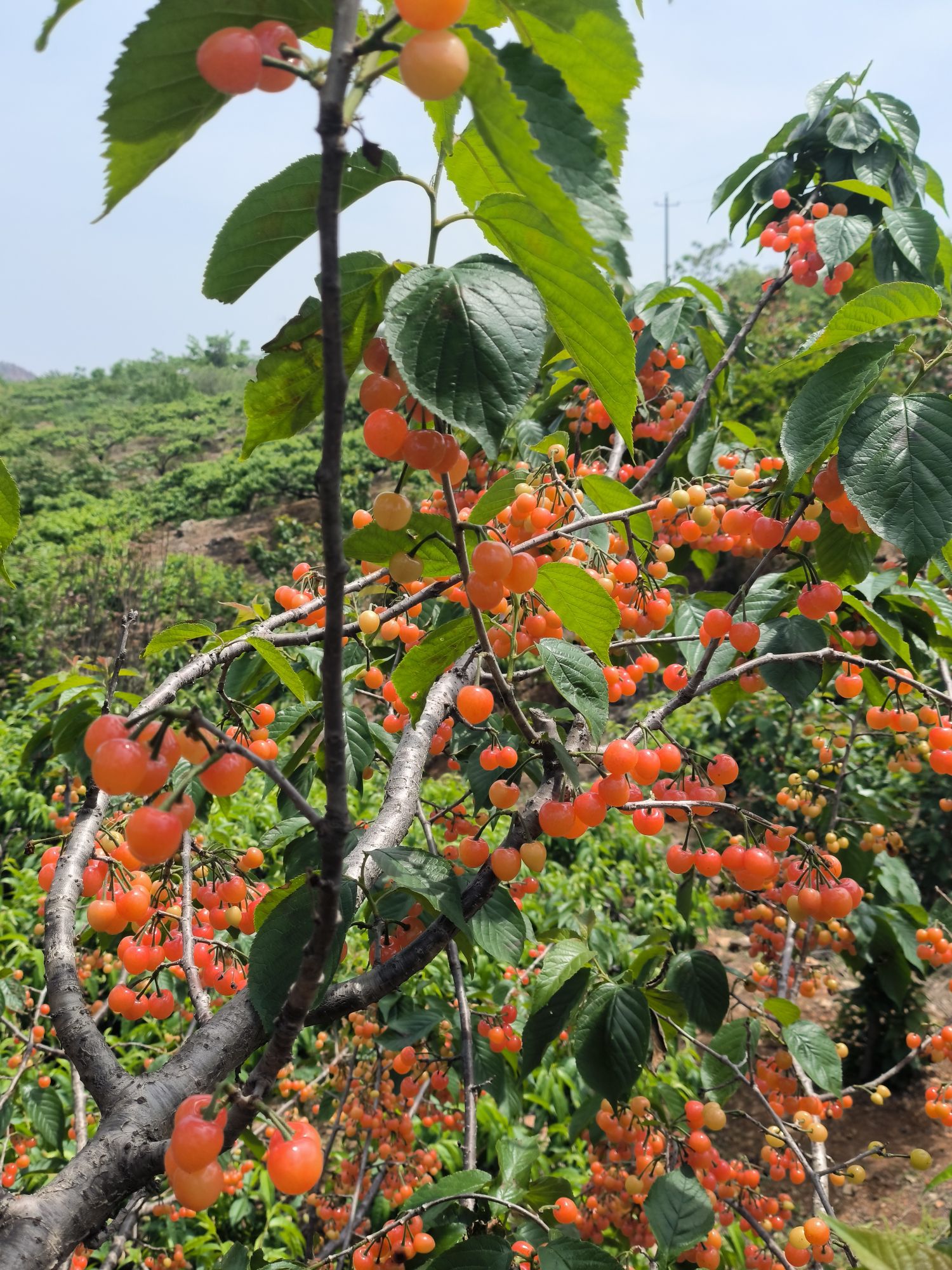 十里桃花观赏采摘点