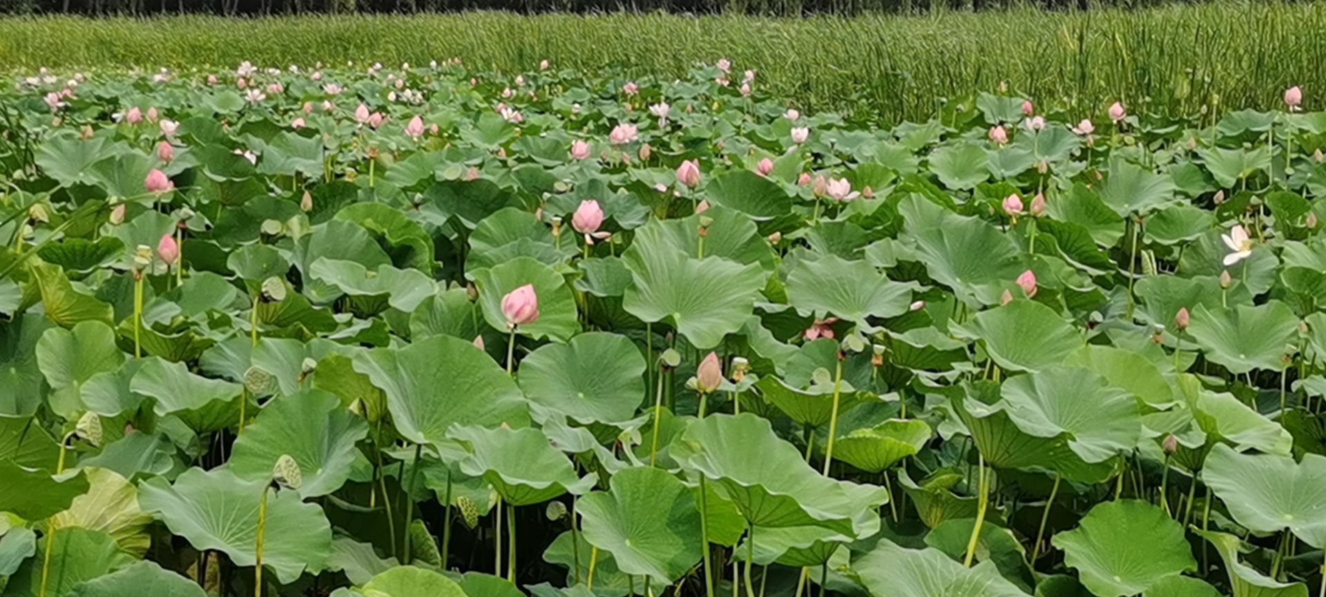 大王甫荷花池