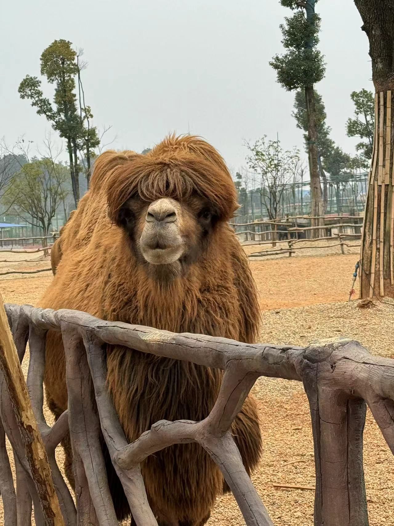 湖南常德野生动物世界旅行图片