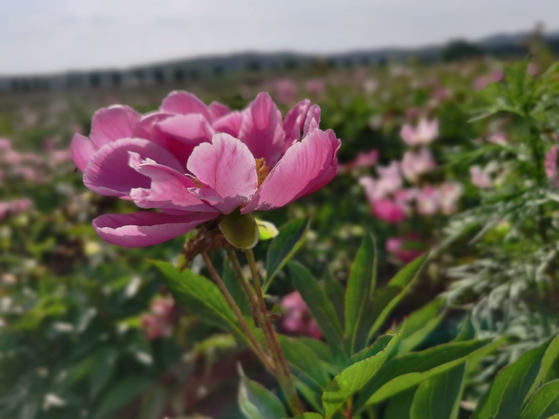 确山王岗芍药花海