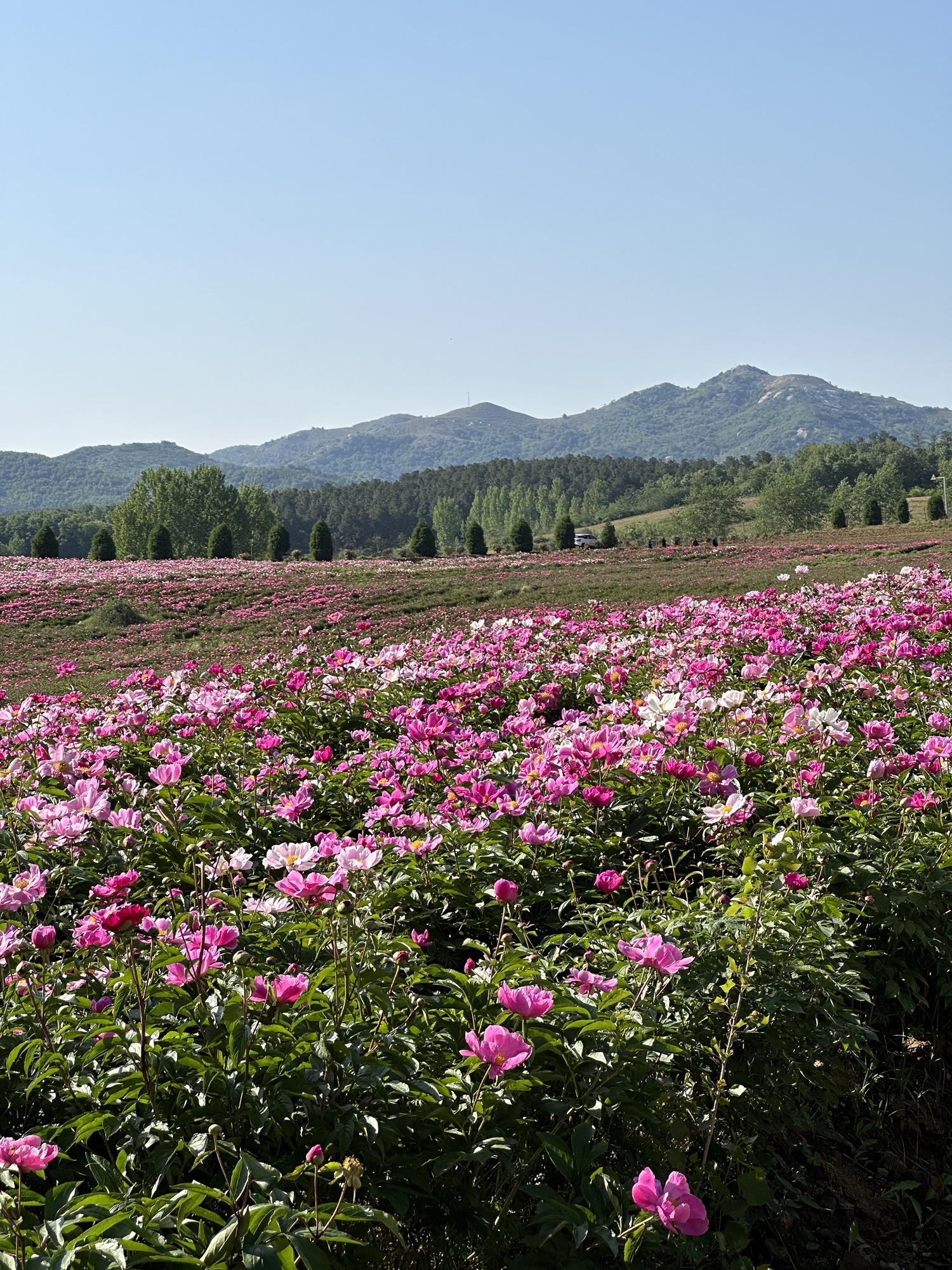 确山王岗芍药花海旅行图片