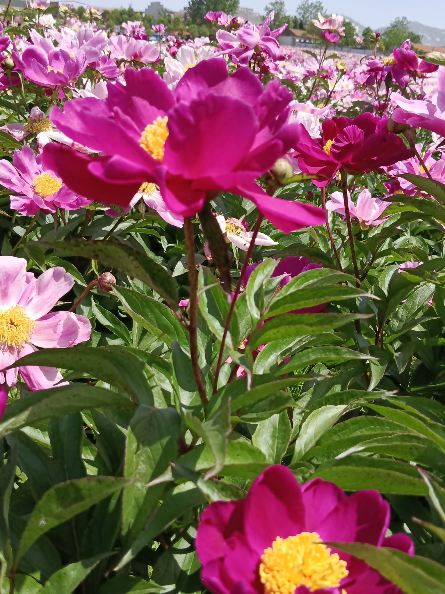 确山王岗芍药花海旅行图片