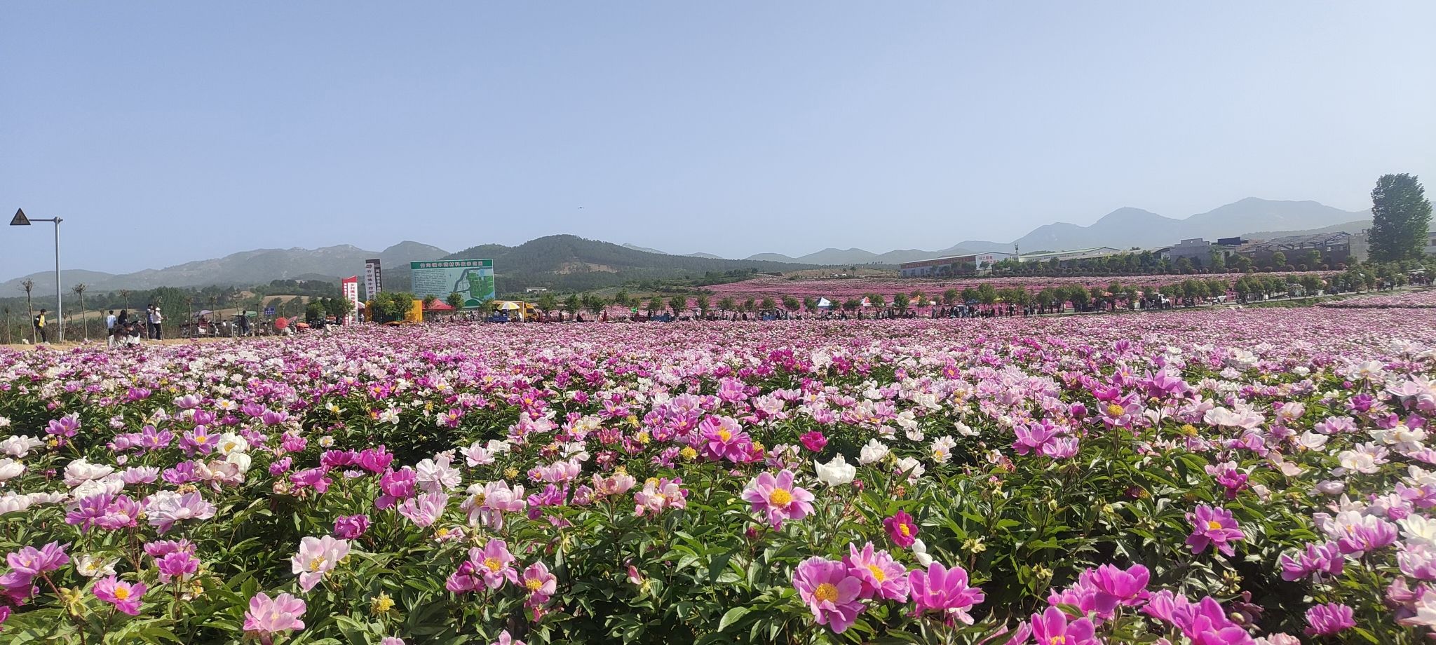 确山王岗芍药花海旅行图片