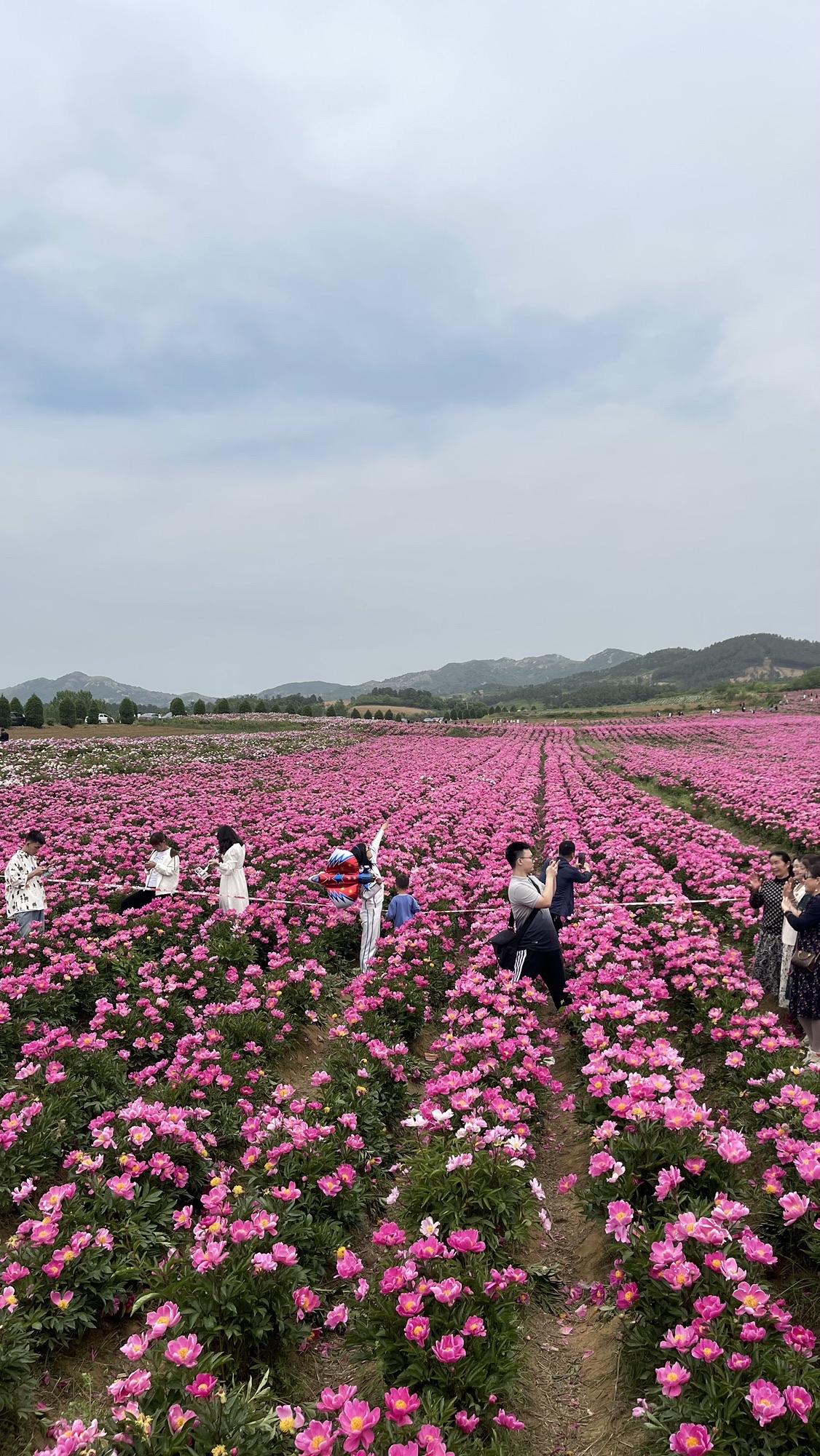 确山王岗芍药花海旅行图片