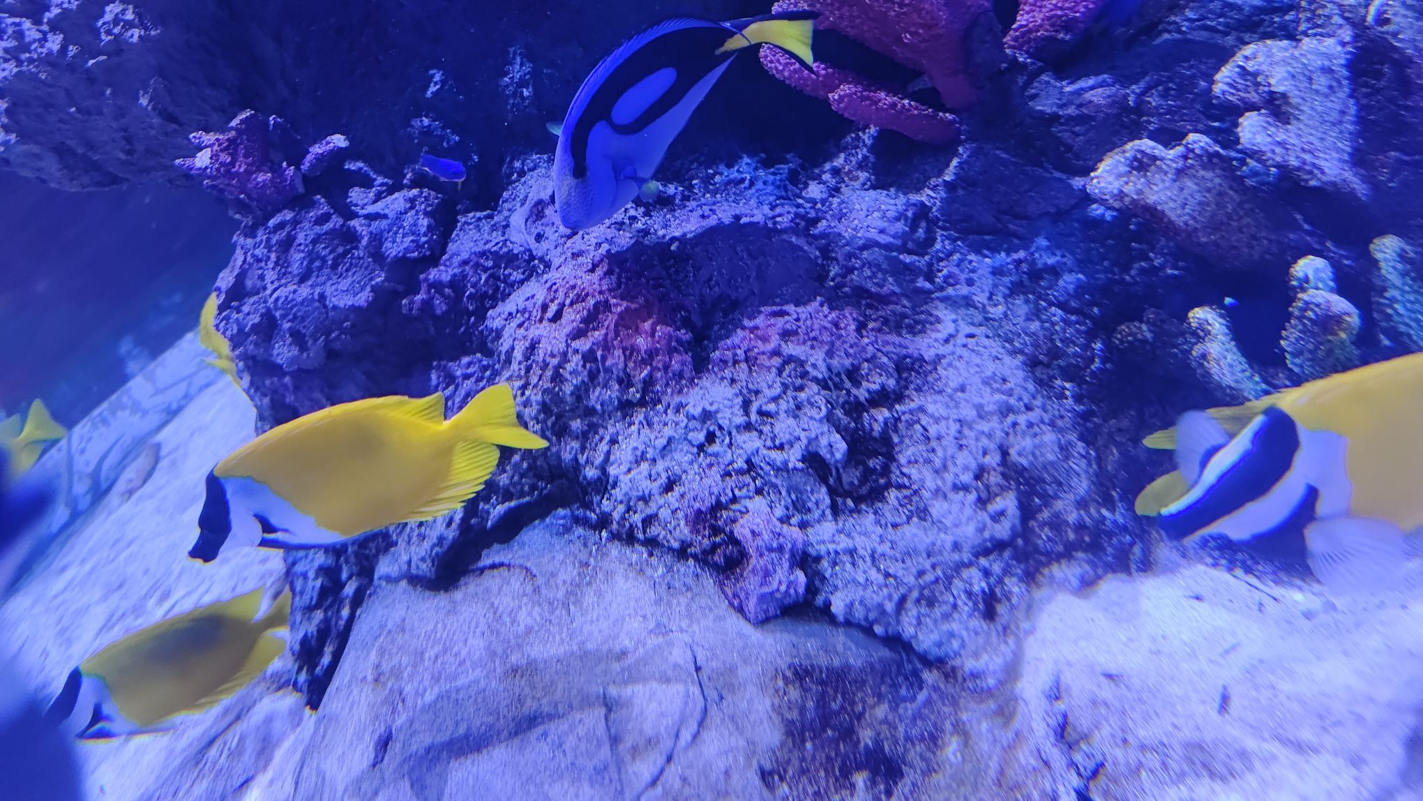鹏新嘉定海洋世界